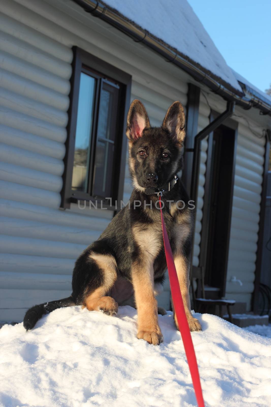 Beautiful German Shepherd puppy near the house