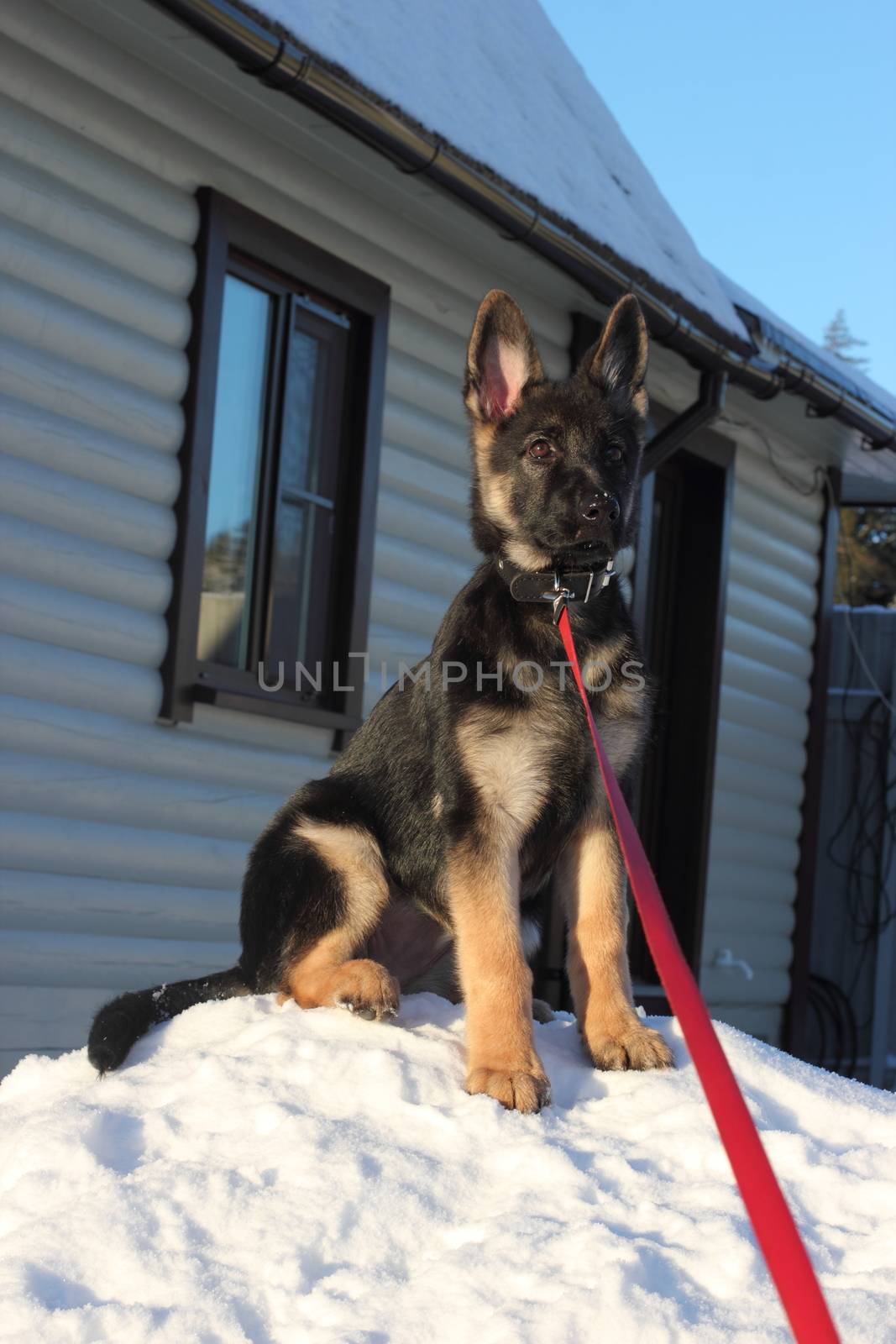 Beautiful German Shepherd puppy near the house