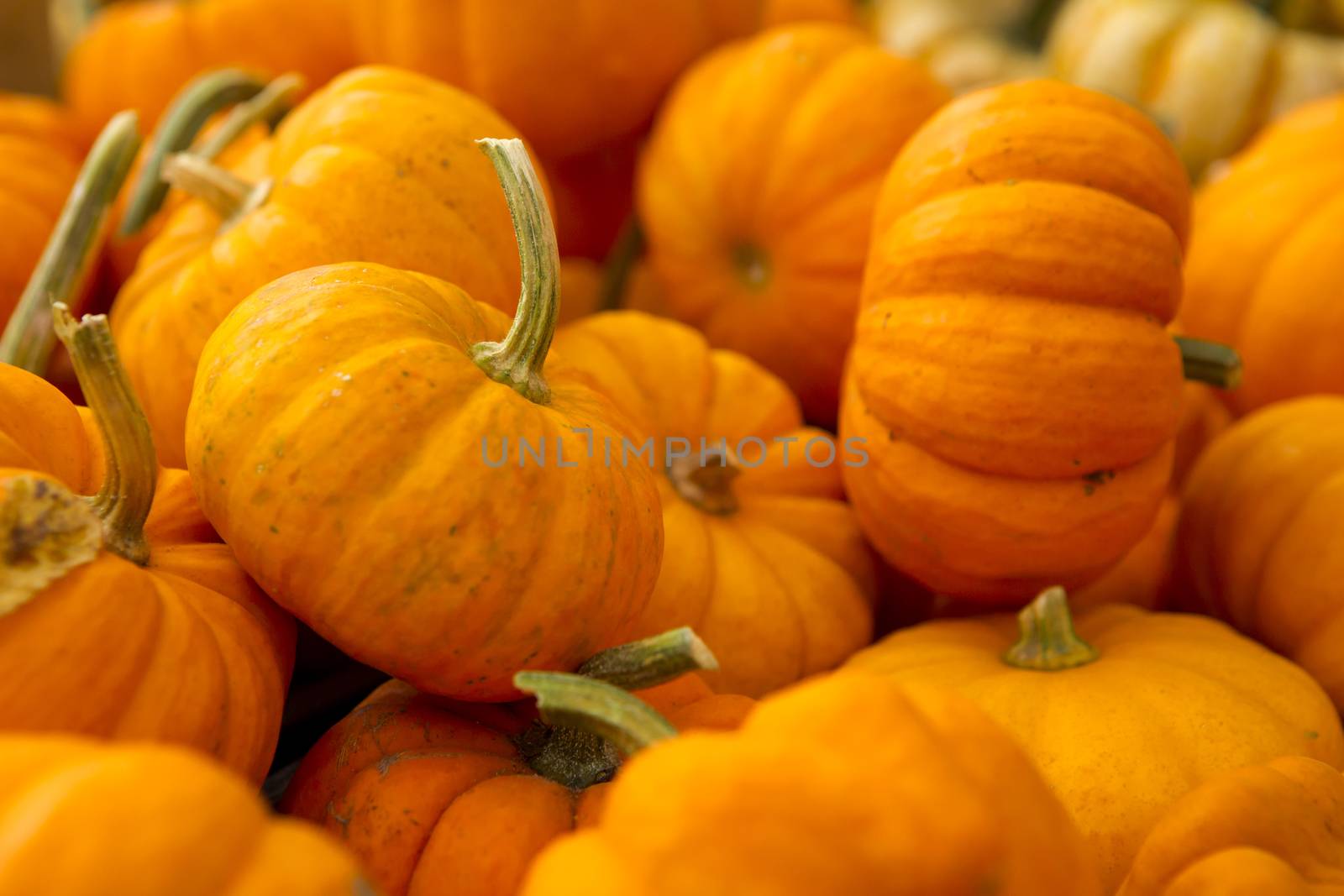 Organic Pumpkins by Iko