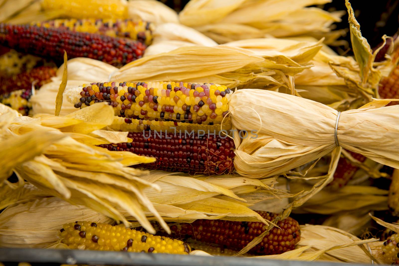 Organic Corn by Iko