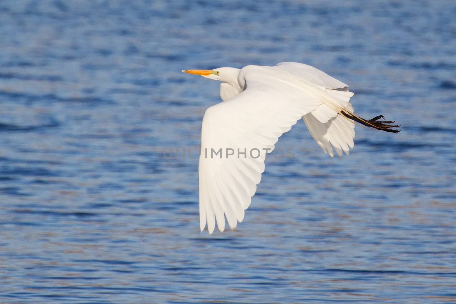 Great White Egret Flying by Coffee999