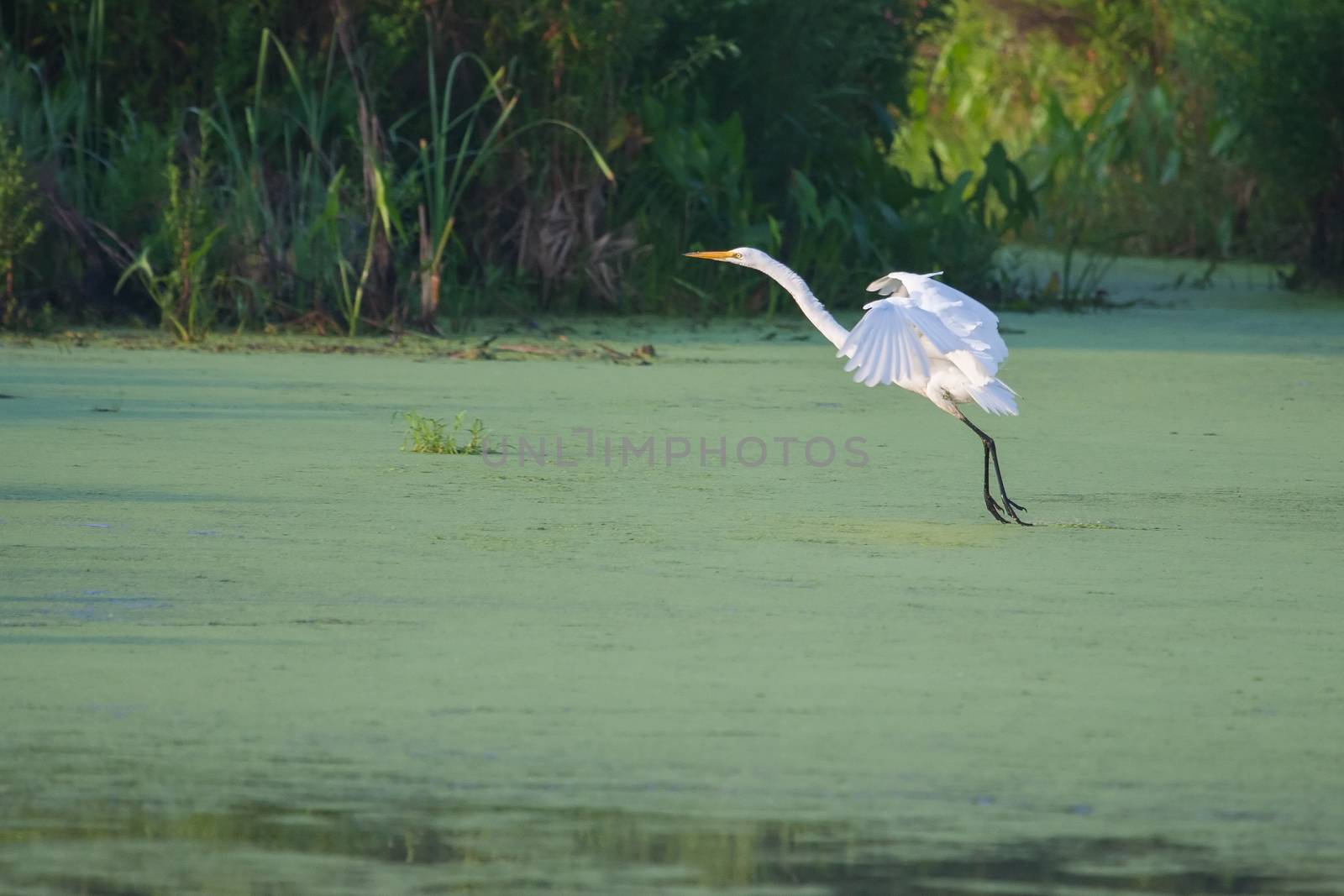 Great White Egret landing in a swamp.