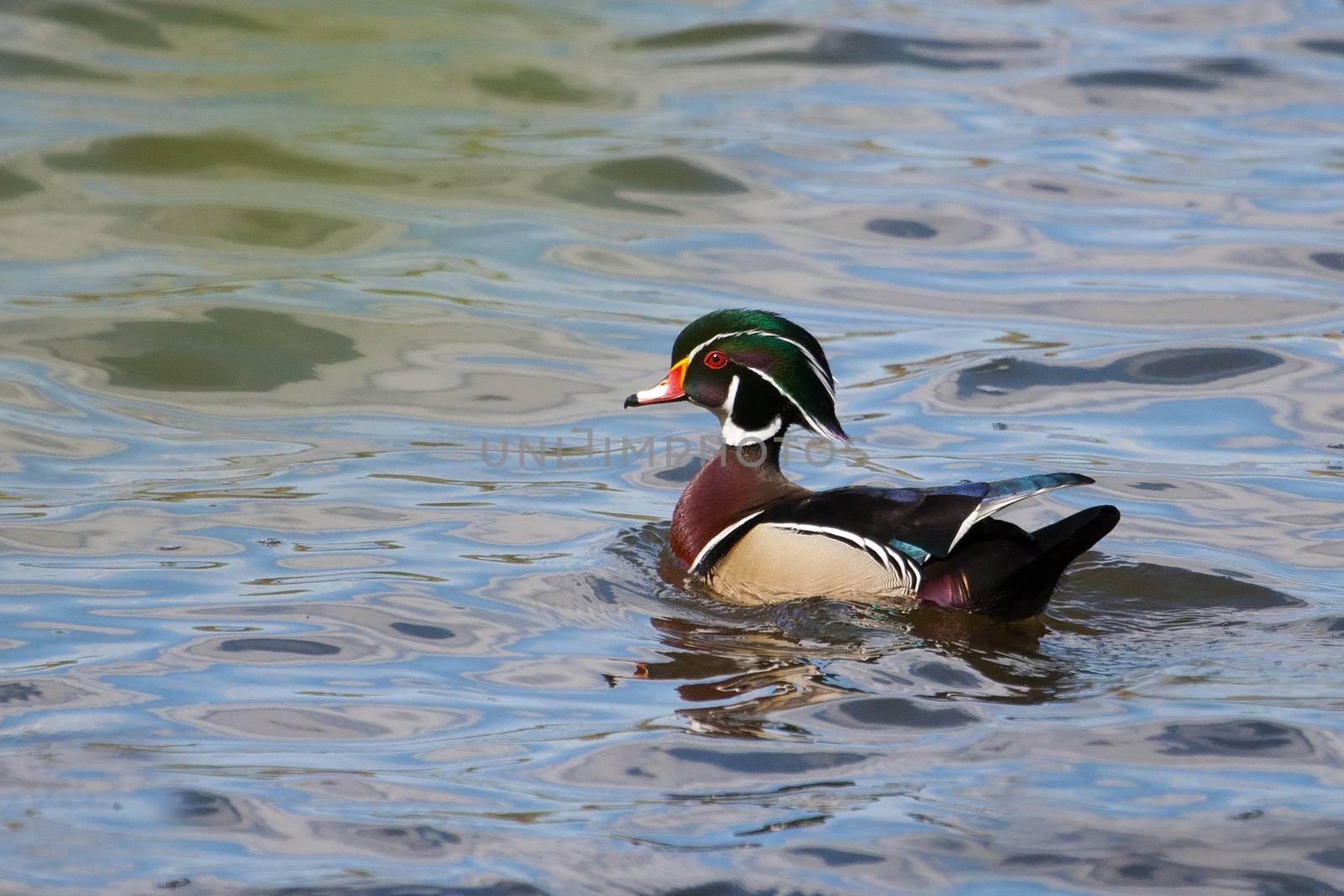 Male wood duck swimming in a lake