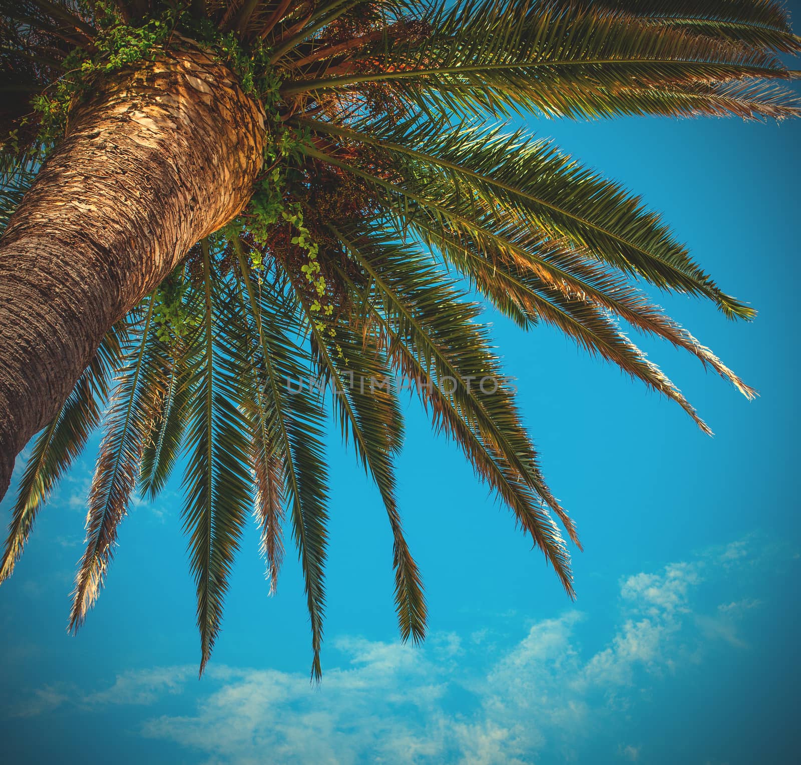 Kroon palms against the blue sky, instagram image style