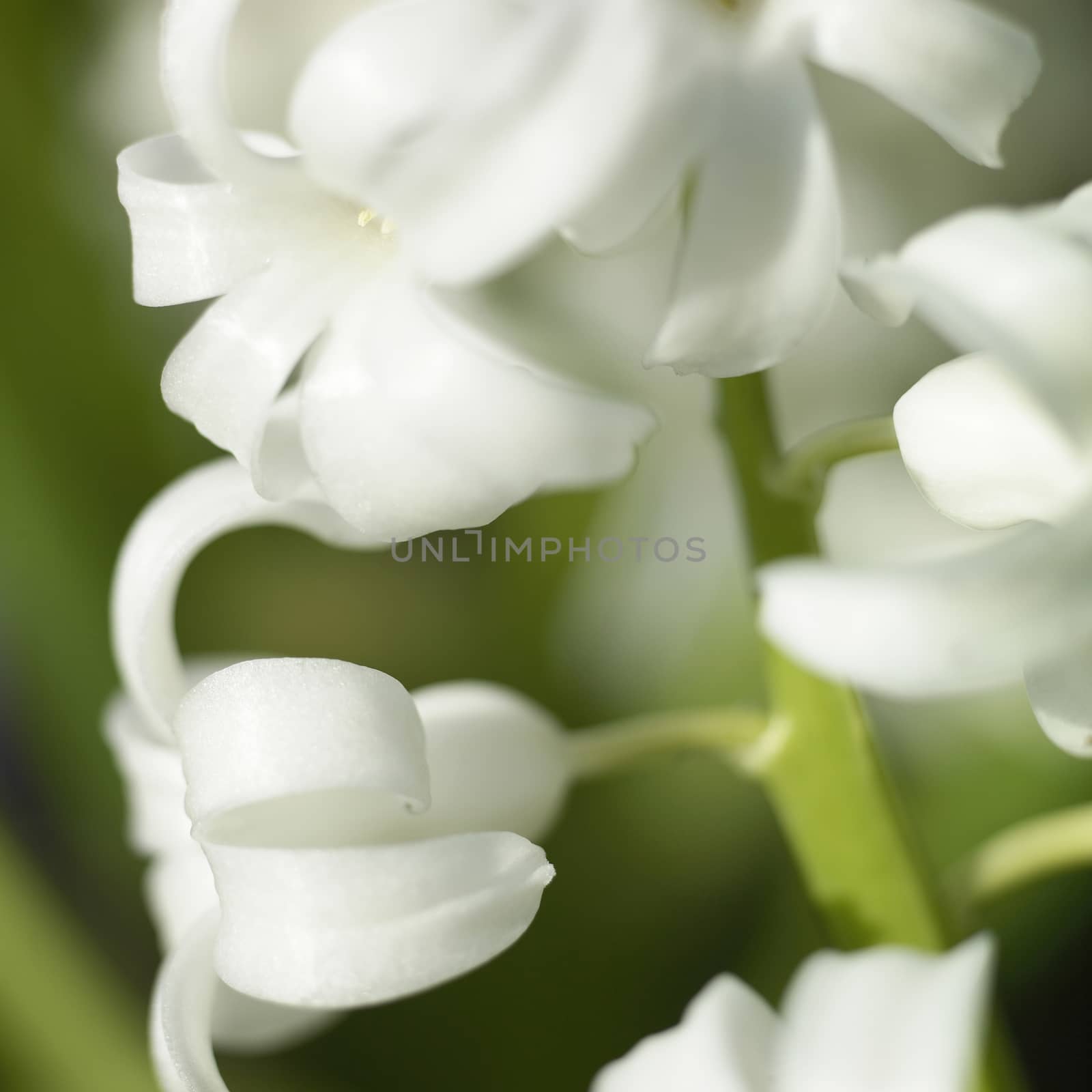 Close up of mutiple flowers of a hyacinth