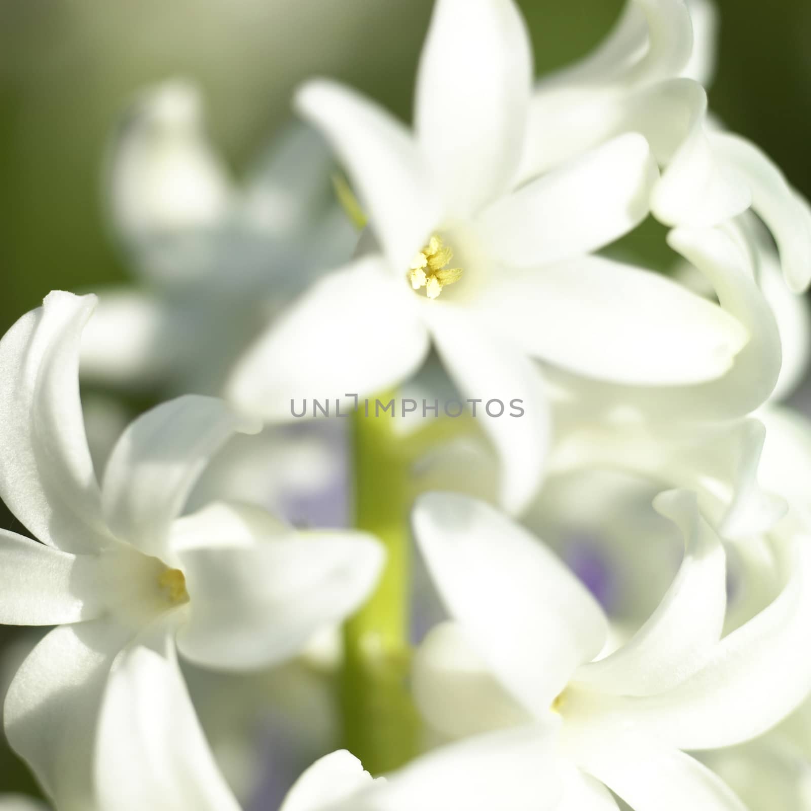Close up of mutiple flowers of a hyacinth