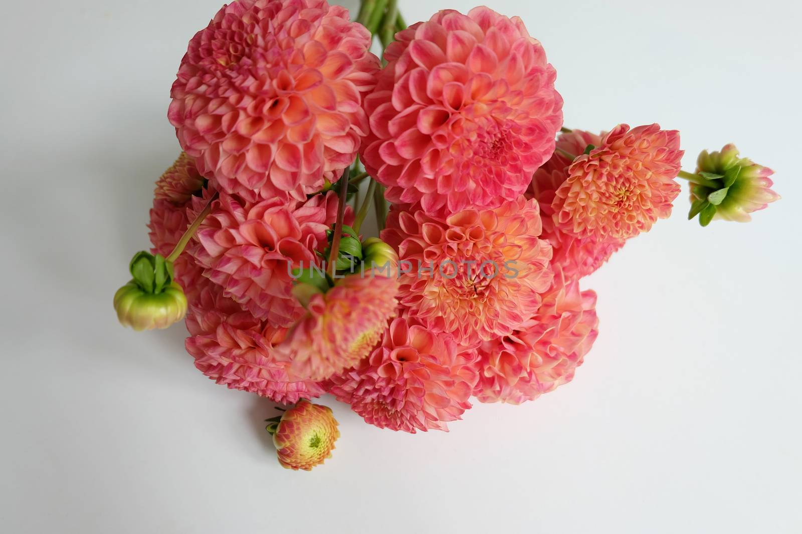 Bouquet of coral dahlias on white