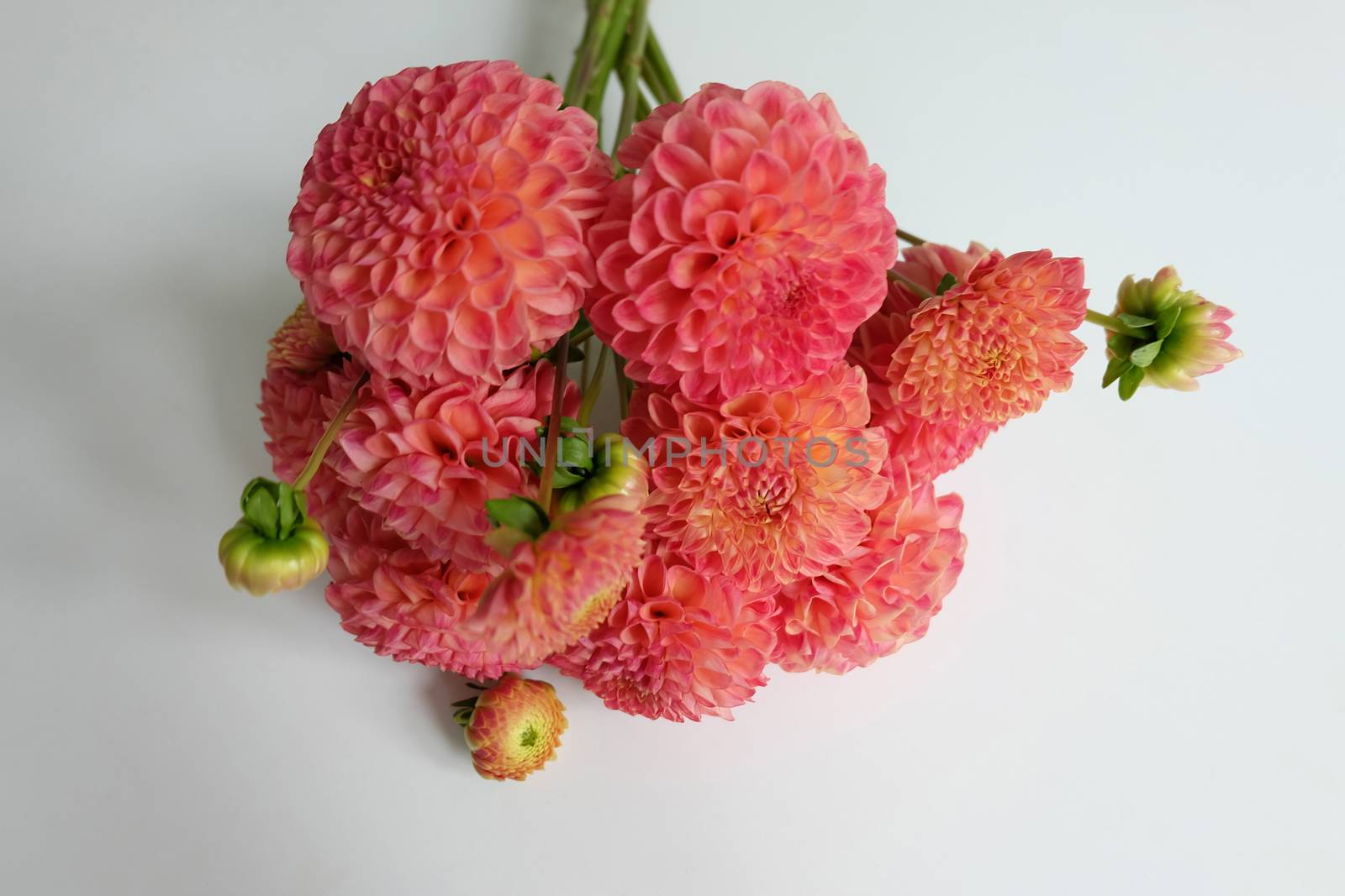 Bouquet of orange dahlias by mmm