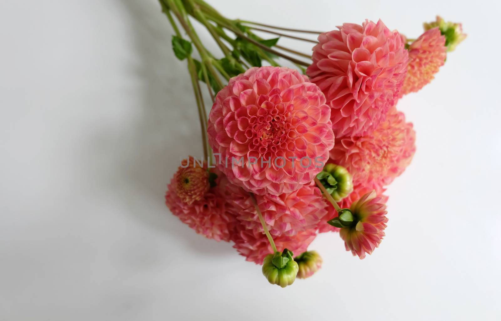 Bouquet of coral dahlias by mmm