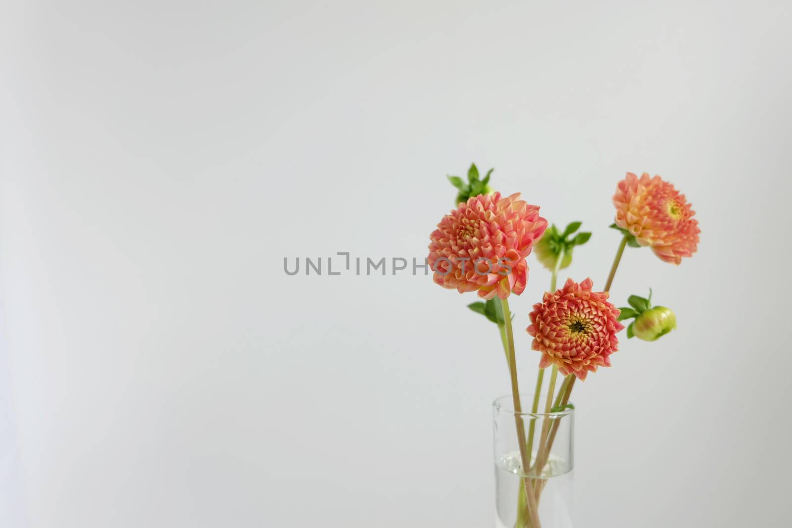 Pink dahlias in a glass vase