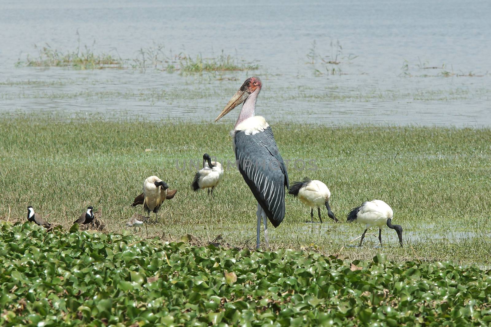 Marabou Stork and Sacred Ibis, Great Rift Valley, Ethiopia, Africa