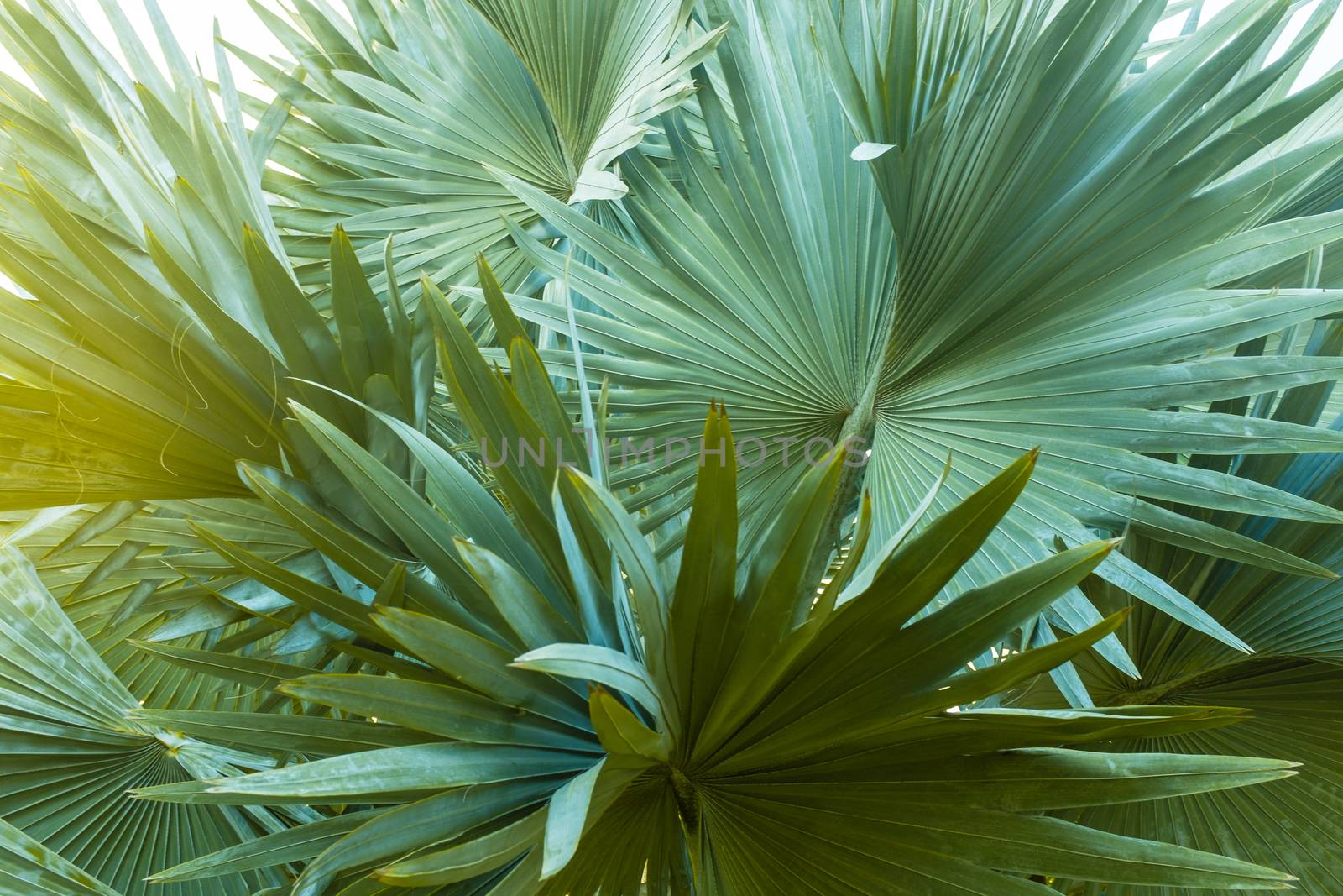 Close up of palm tree leaves texture