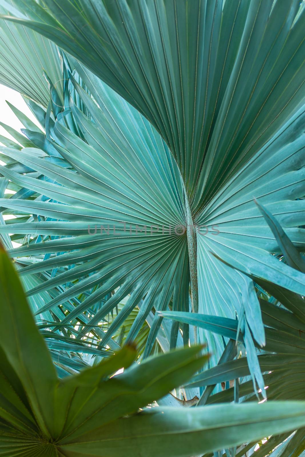 Close up of palm tree leaves texture