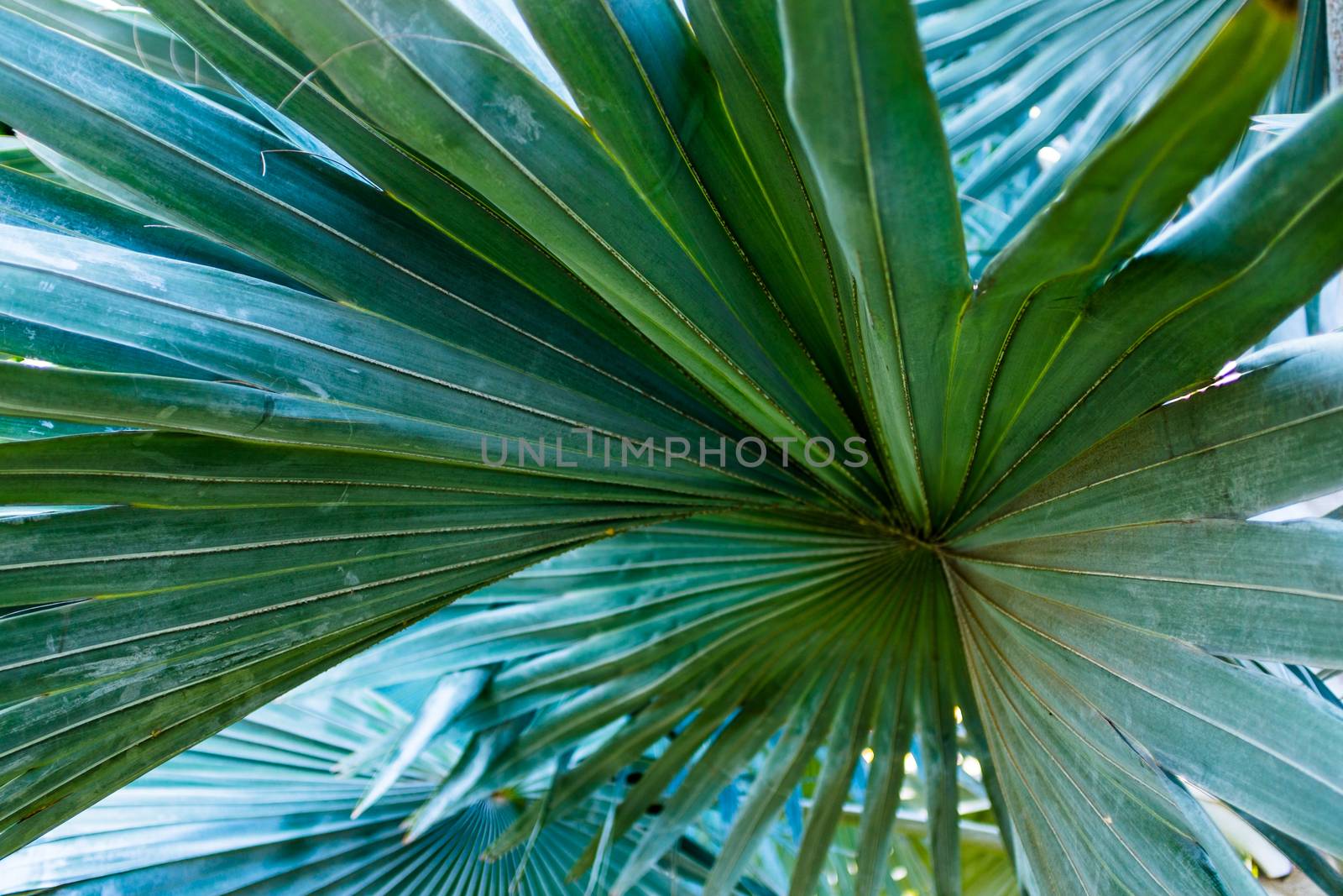 Close up of palm tree leaves texture