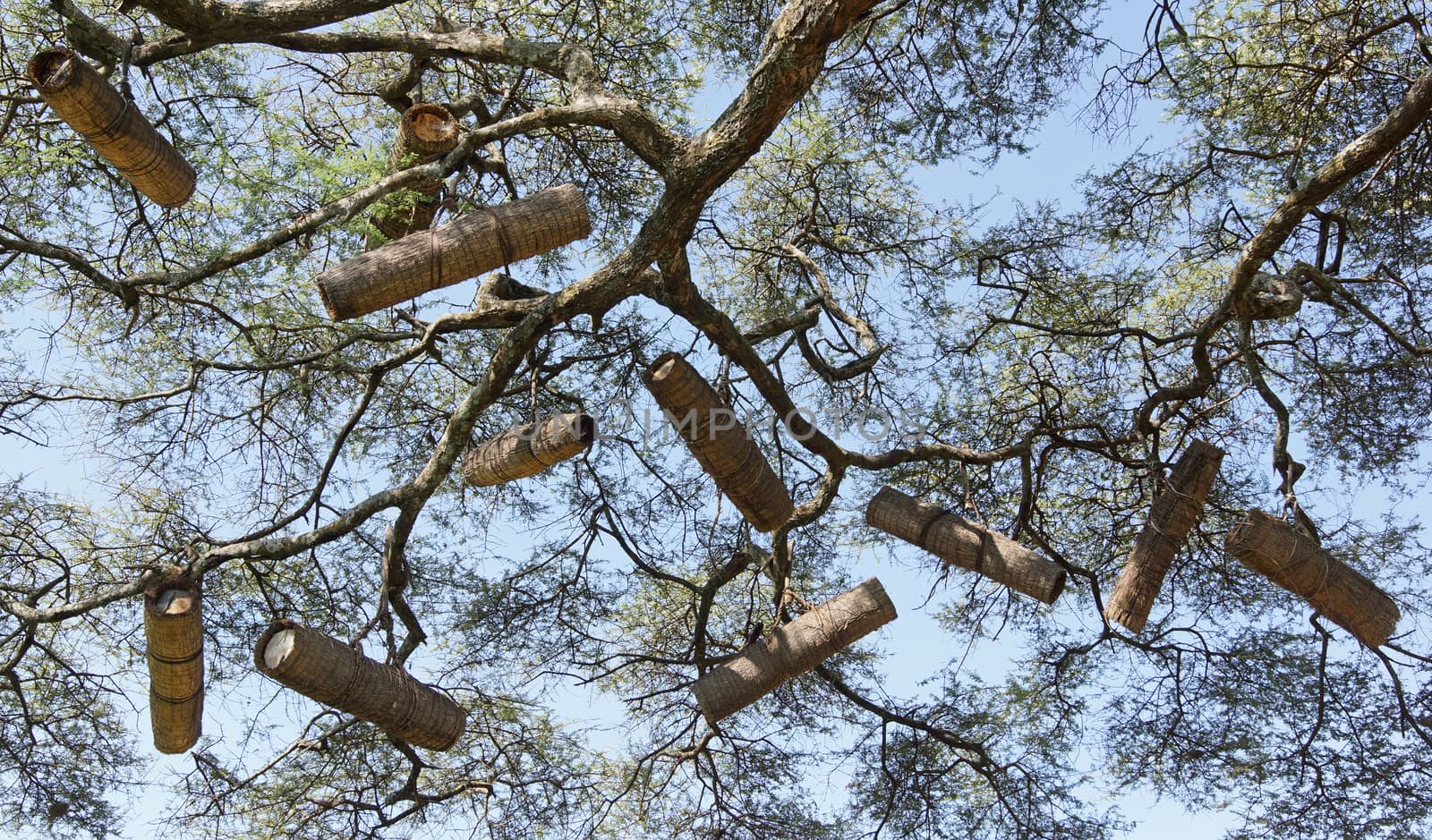 Acacia with beehives, Great Rift Valley, Ethiopia, Africa