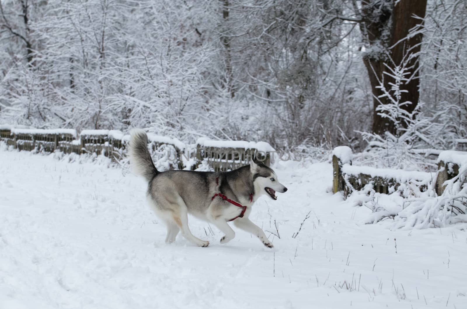 Siberian Husky runs along the fence.