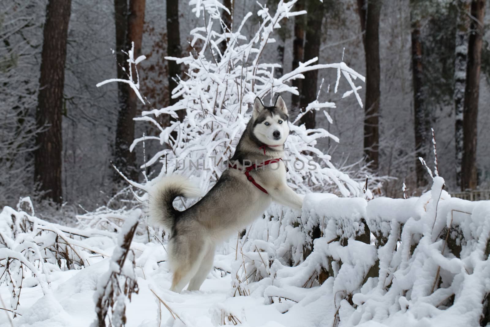 Siberian Husky winter. by sergey_filonenko