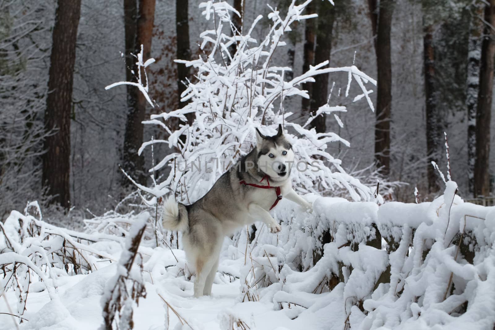 Siberian Husky winter. by sergey_filonenko