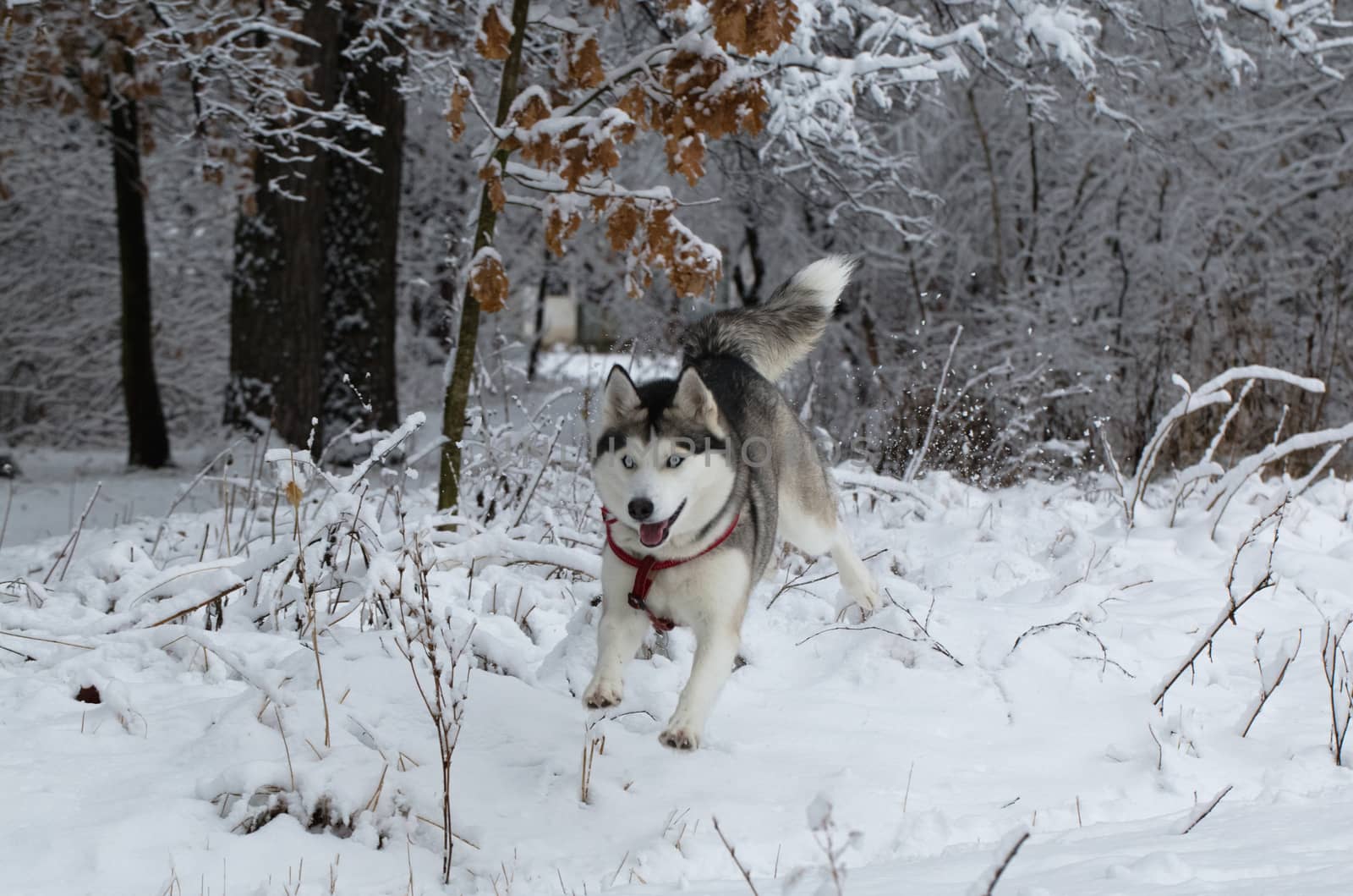 Siberian Husky frolics in the fresh snow.
