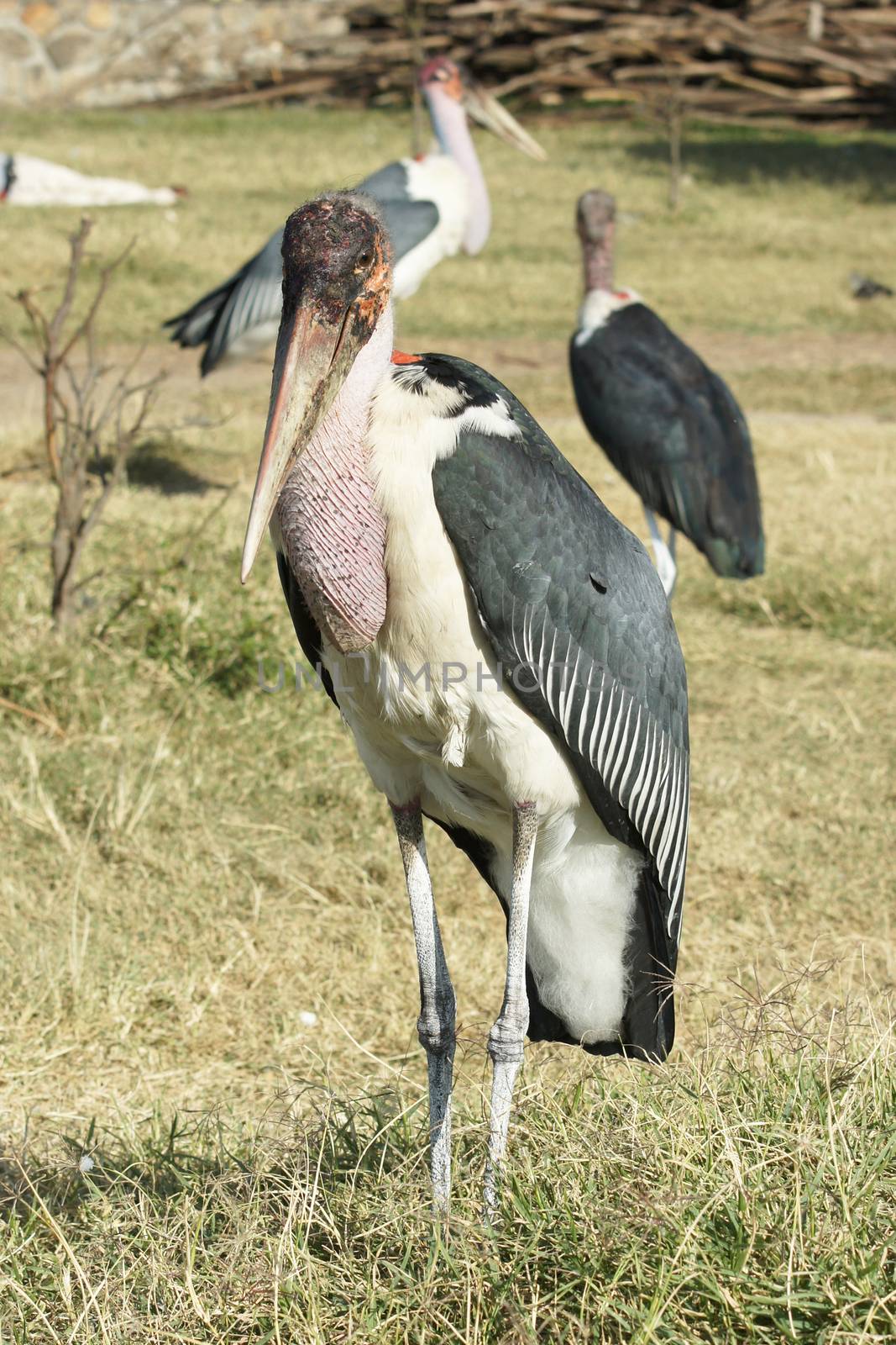 Marabou Stork, Awassa, Great Rift Valley, Ethiopia, Africa