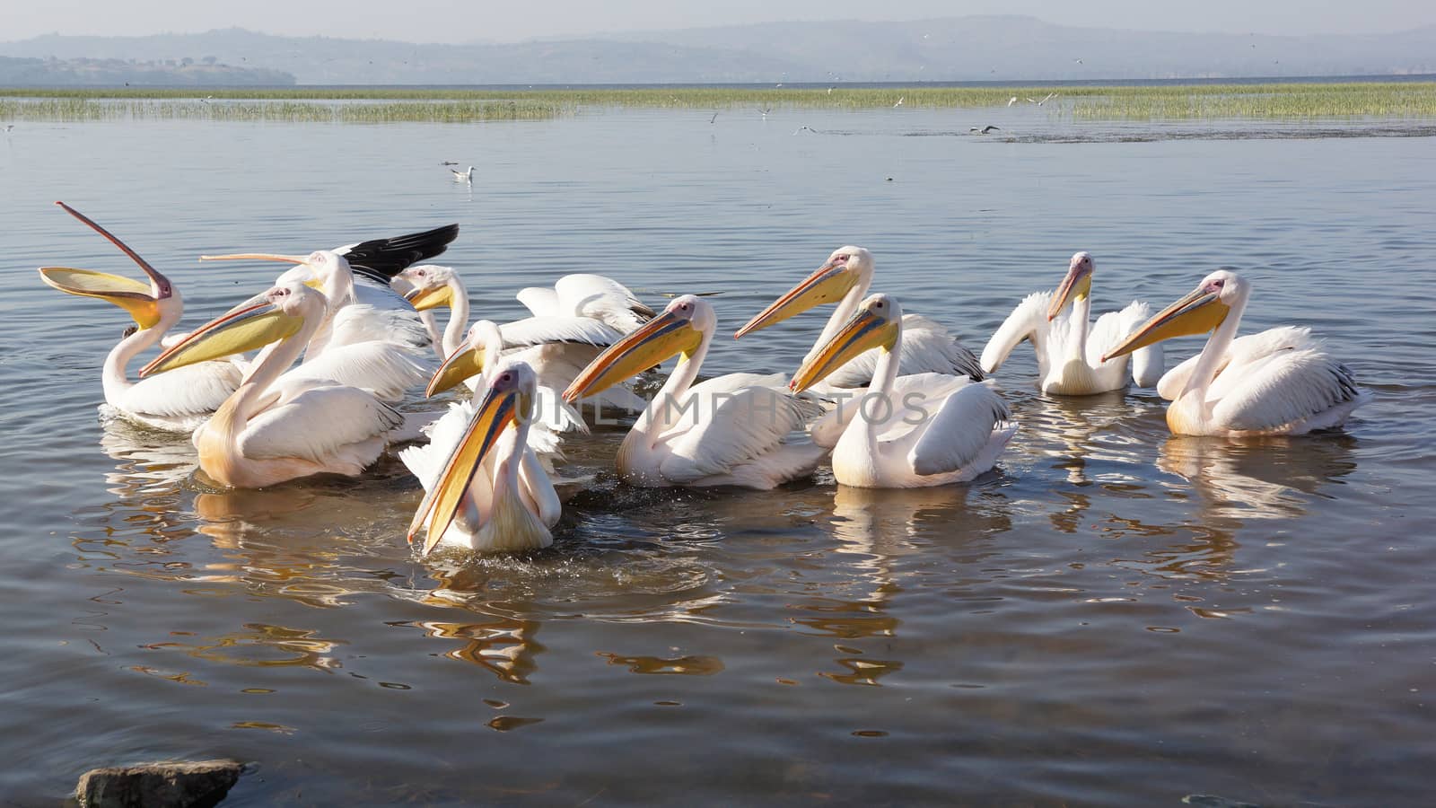 Great White Pelicans on Lake Awassa, Ethiopia, Africa