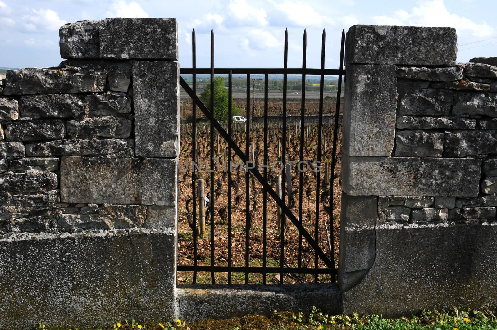 Old gate in the vineyards