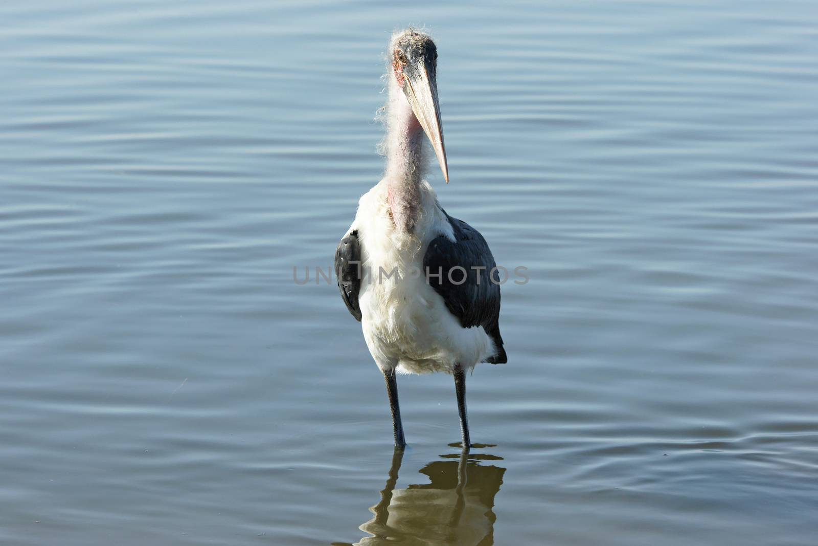 Marabou Stork, Awassa, Great Rift Valley, Ethiopia, Africa