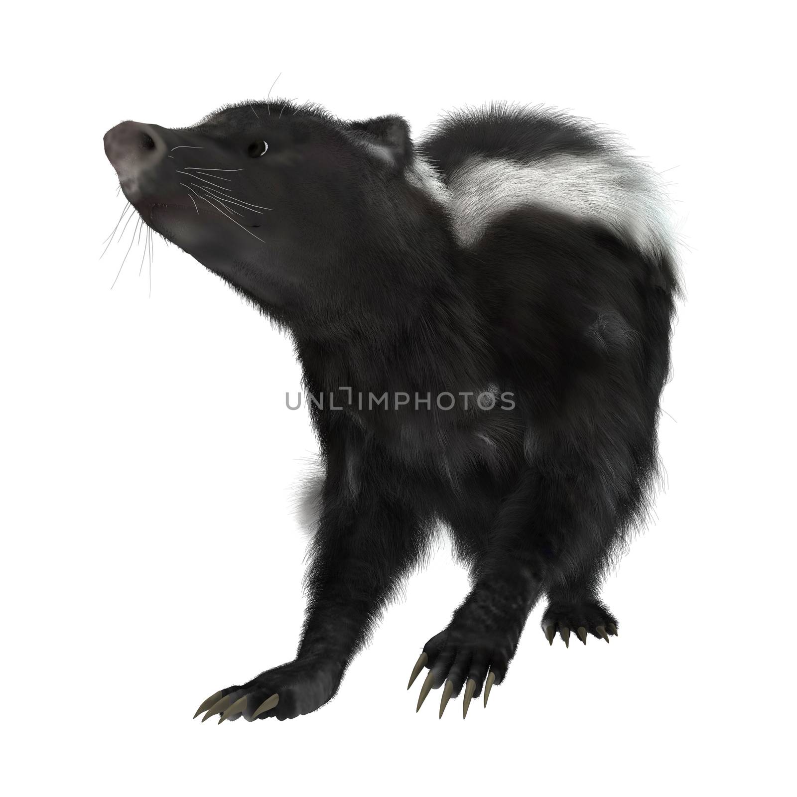 3D digital render of a skunk isolated on white background