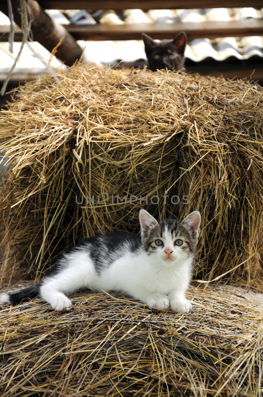 Gatto nel pagliaio