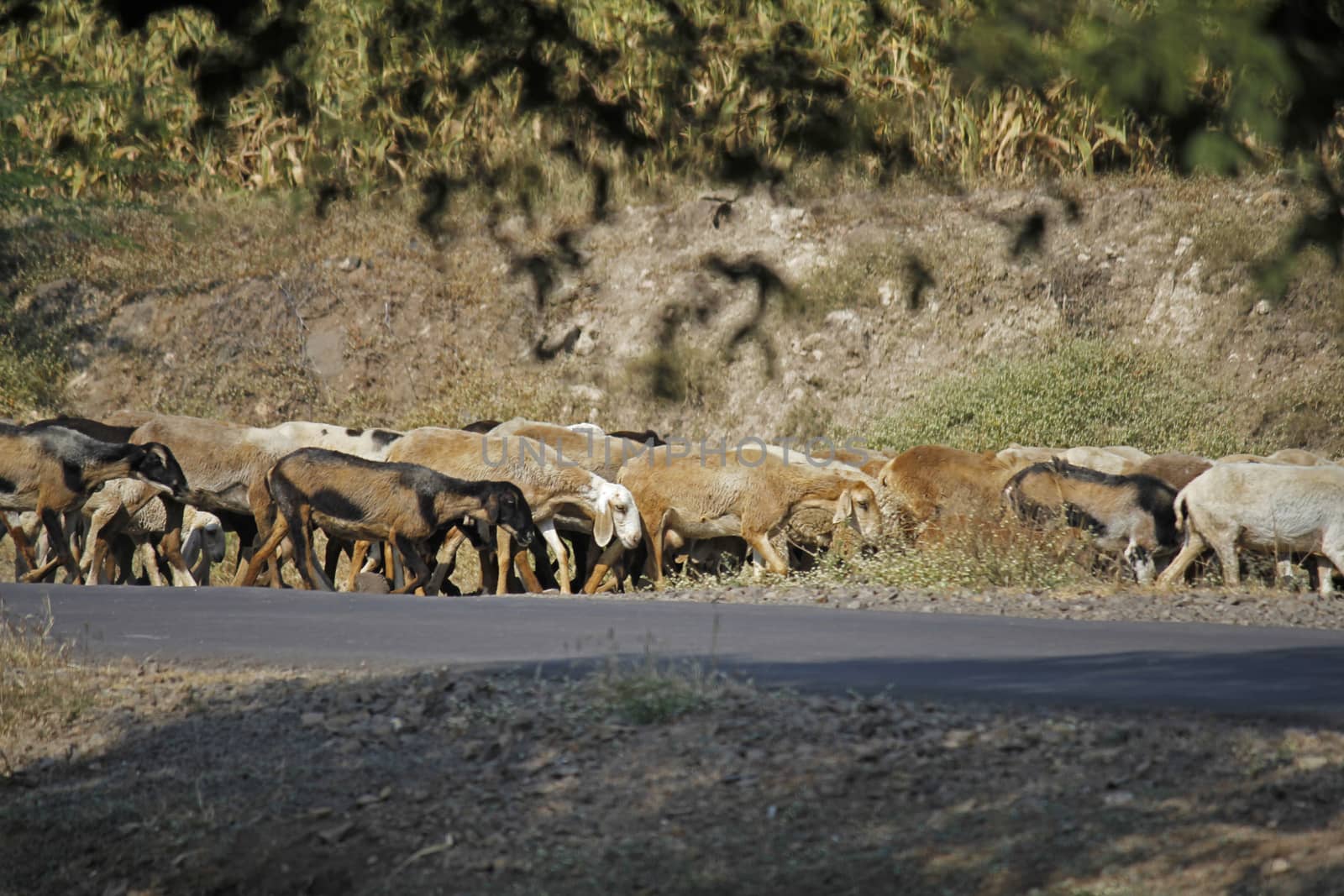 Sheep Herd by yands