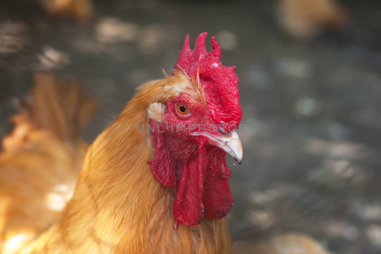 Rooster cock at organic farm