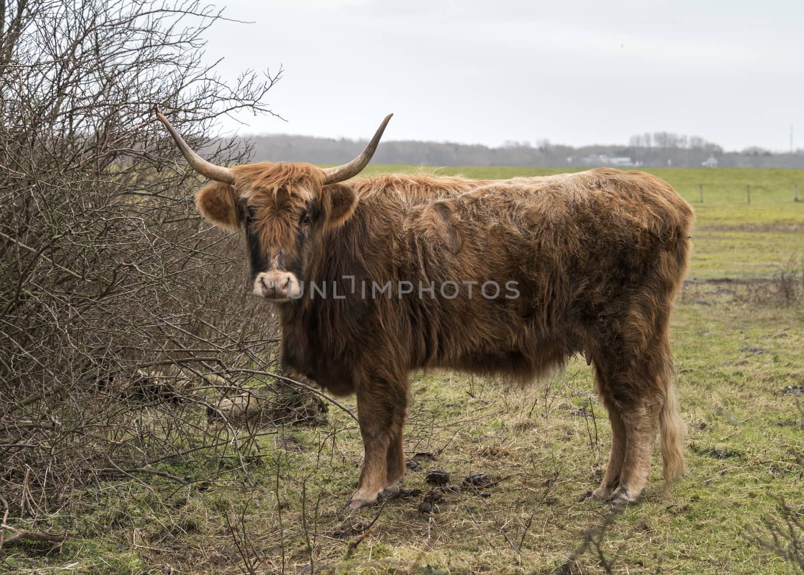 old mammal galloway cow with horns in dutch nature