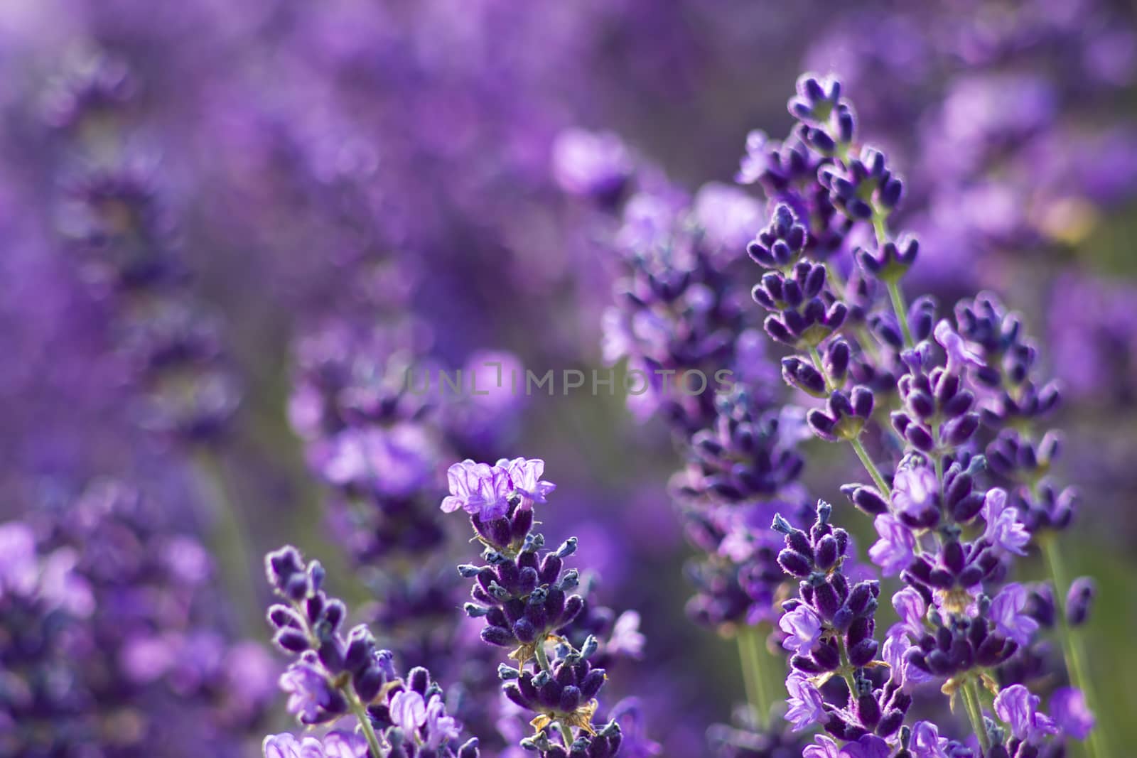 lavender flowers