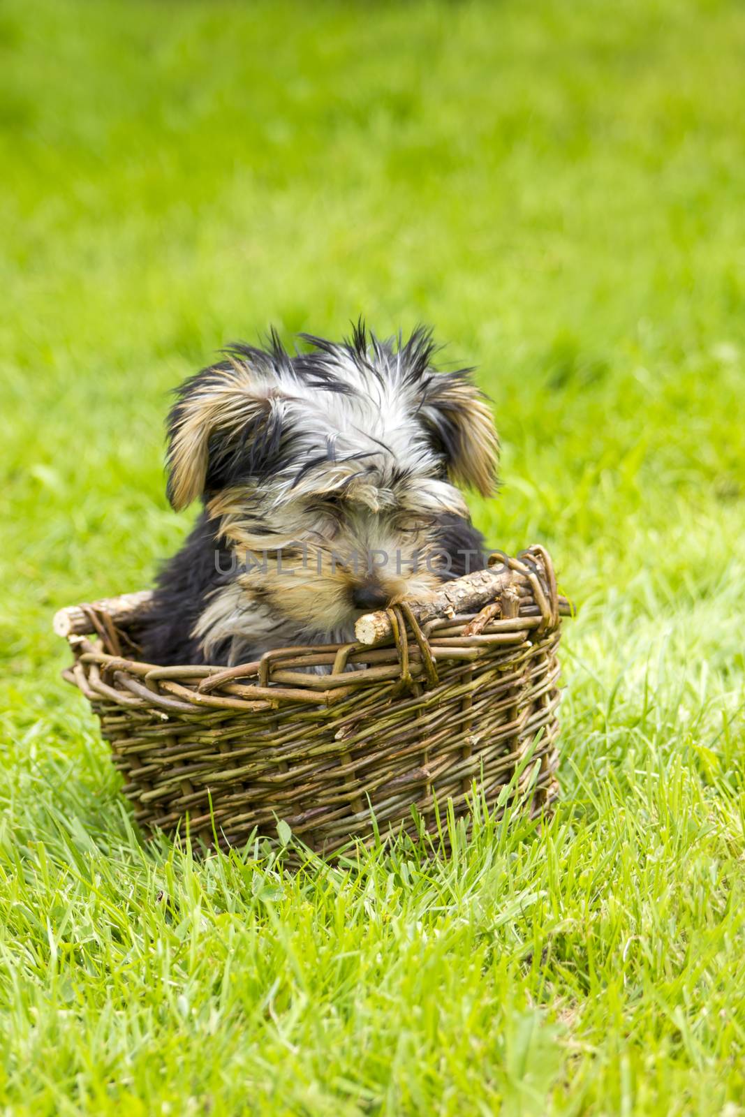 yorkshire terrier by miradrozdowski