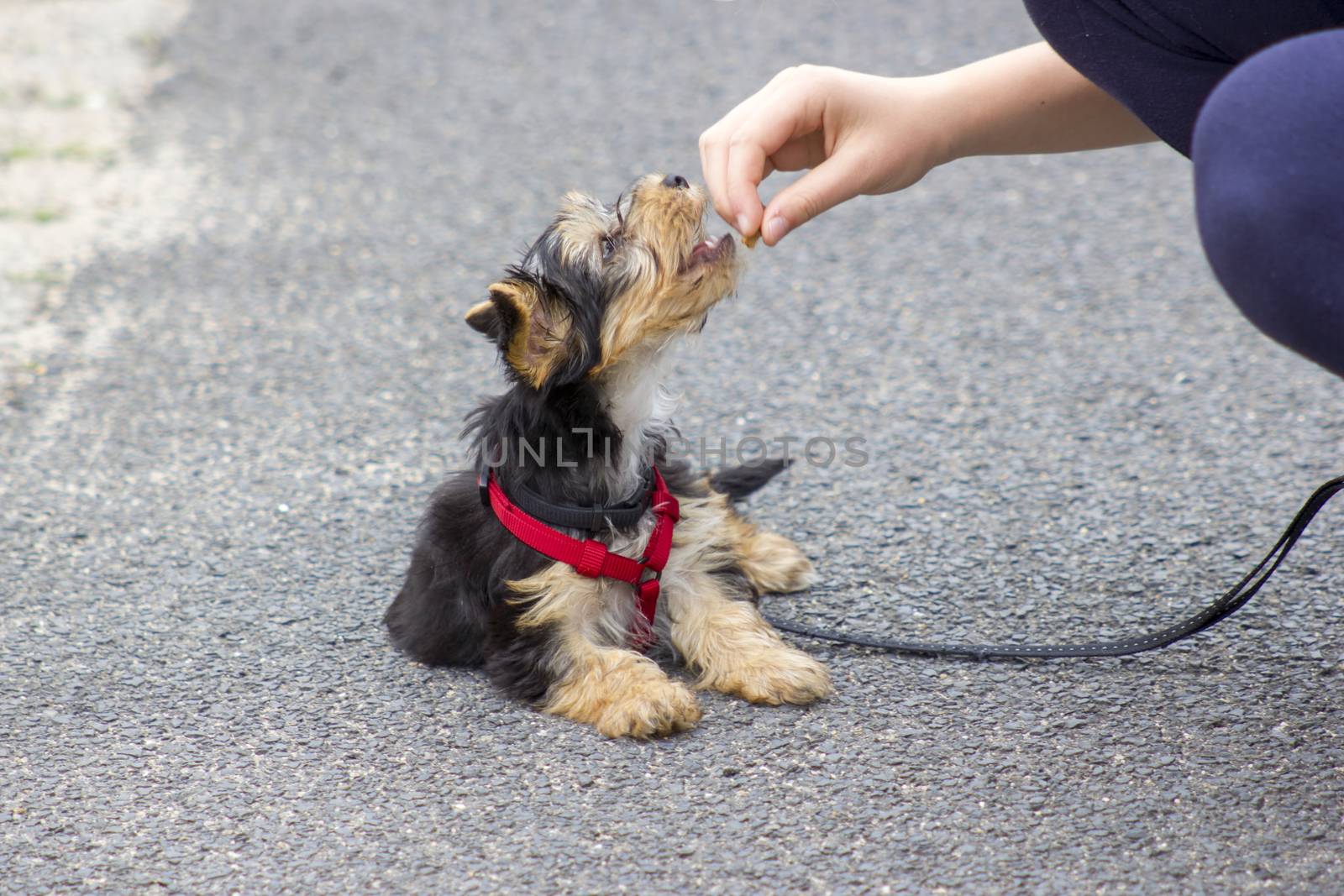 feed the dog by miradrozdowski