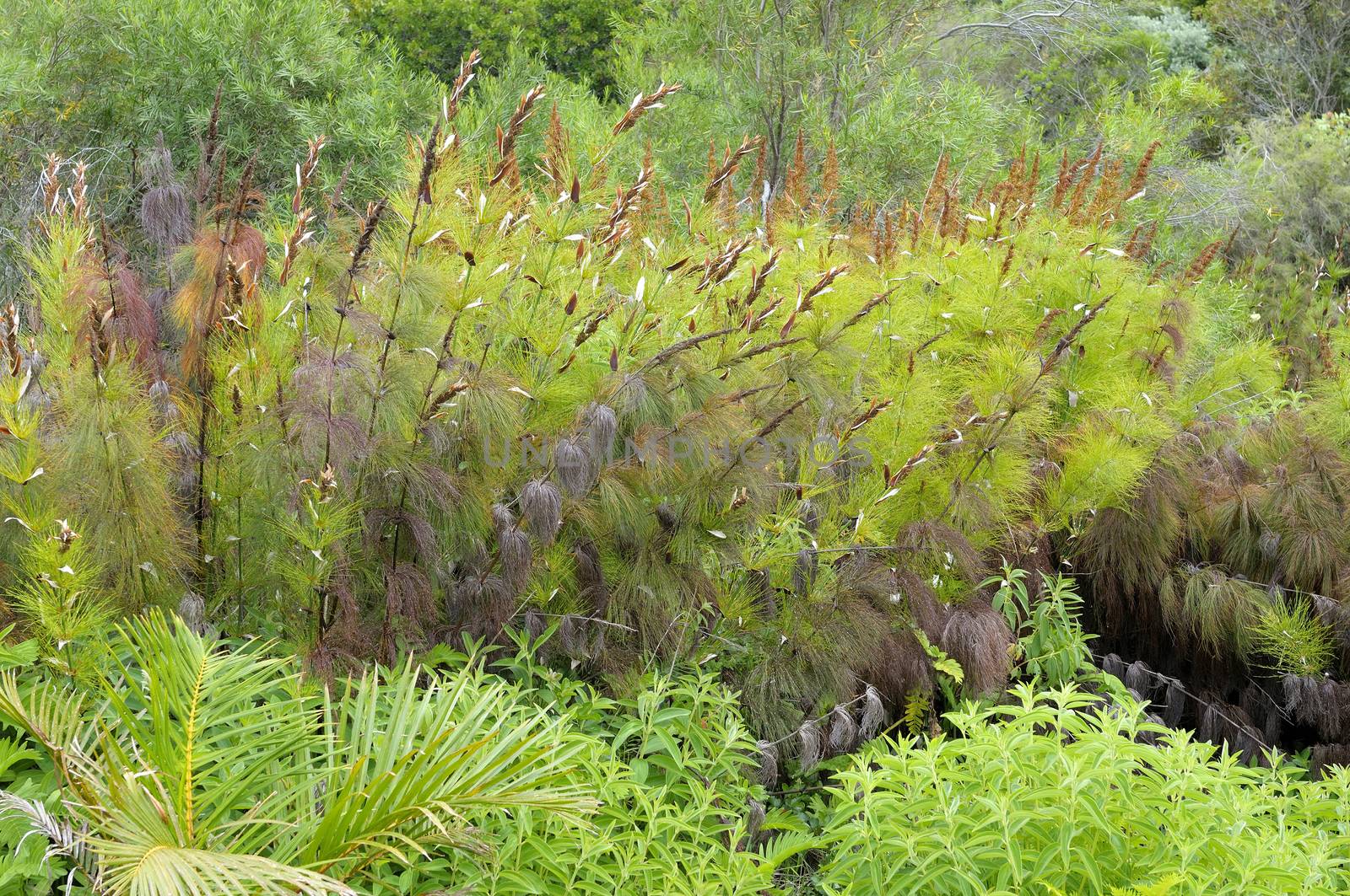Reed of the Restionaceae family at Kirstenbosch in the Kirstenbosch National Botanical Gardens in Cape Town
