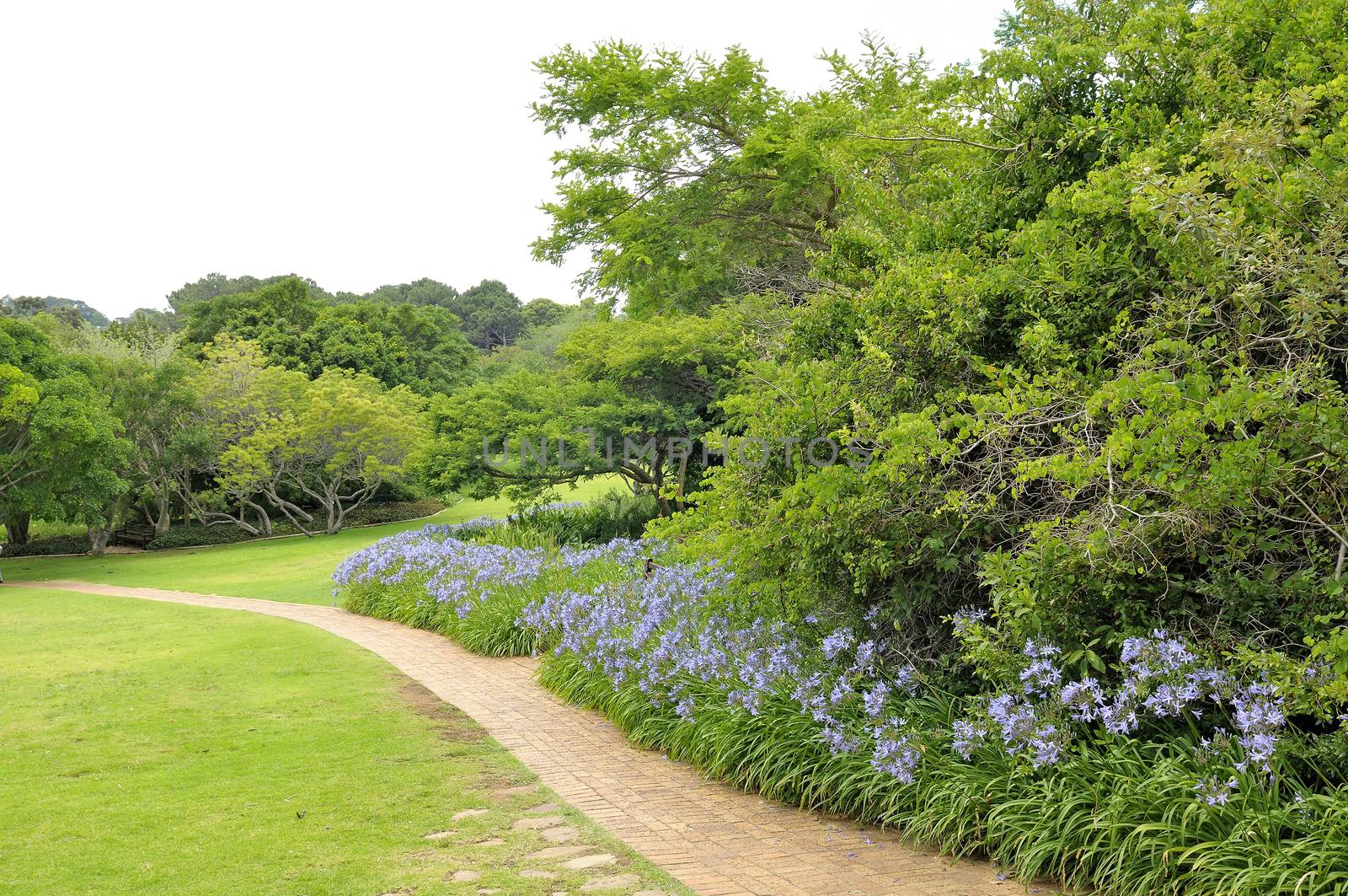 Agapanthus flowers along a footpath in the Kirstenbosch National Botanical Gardens in Cape Town
