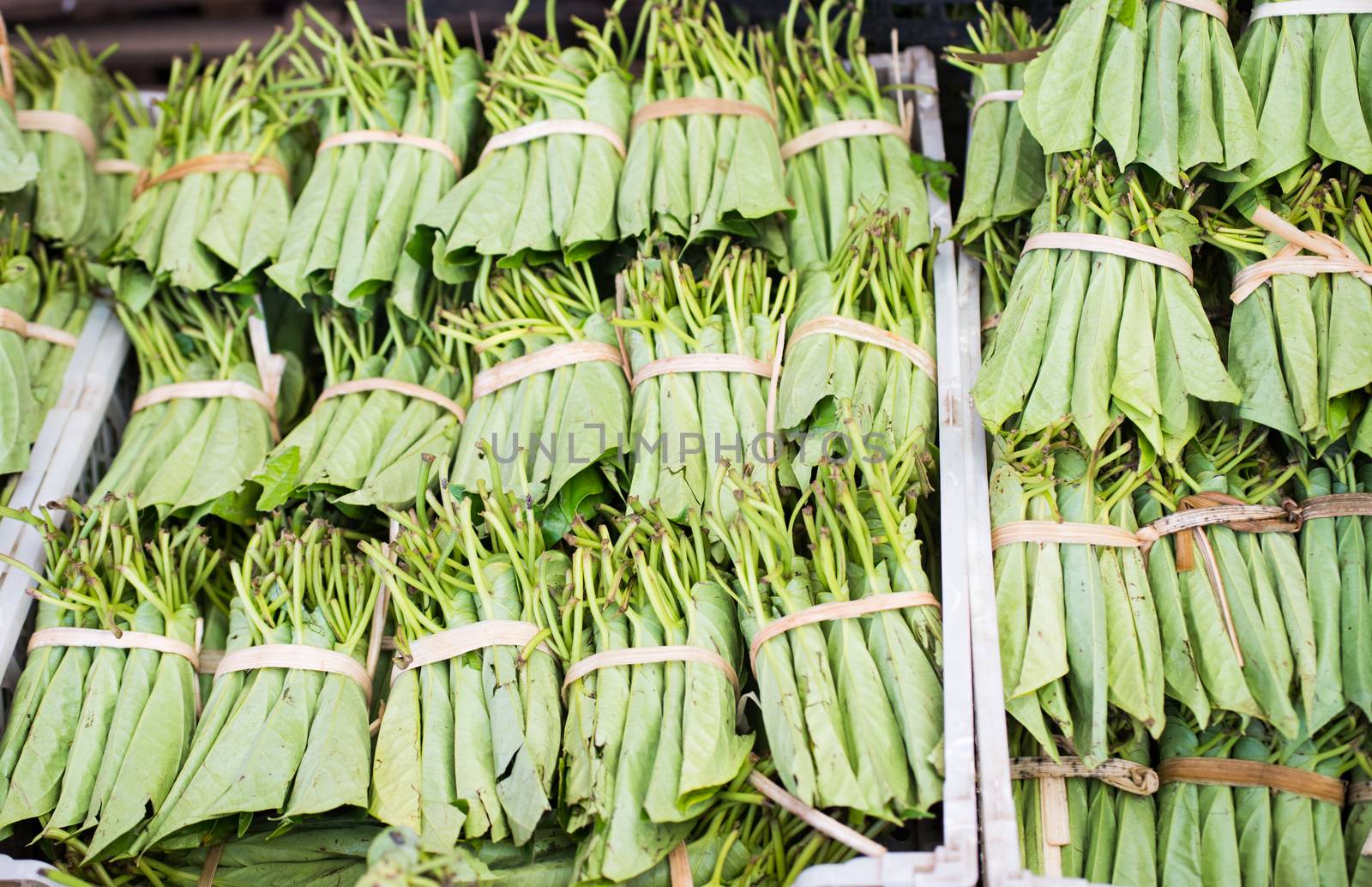 Betel leaves at a market in Myeik, Myanmar. Betel leaves and nuts are mild, addictive drugs widely used in South and Southeast Asia. The drug colours the teeth of the users red. They also have medical uses. Shallow depth of field photo with the first row of leaves in focus.