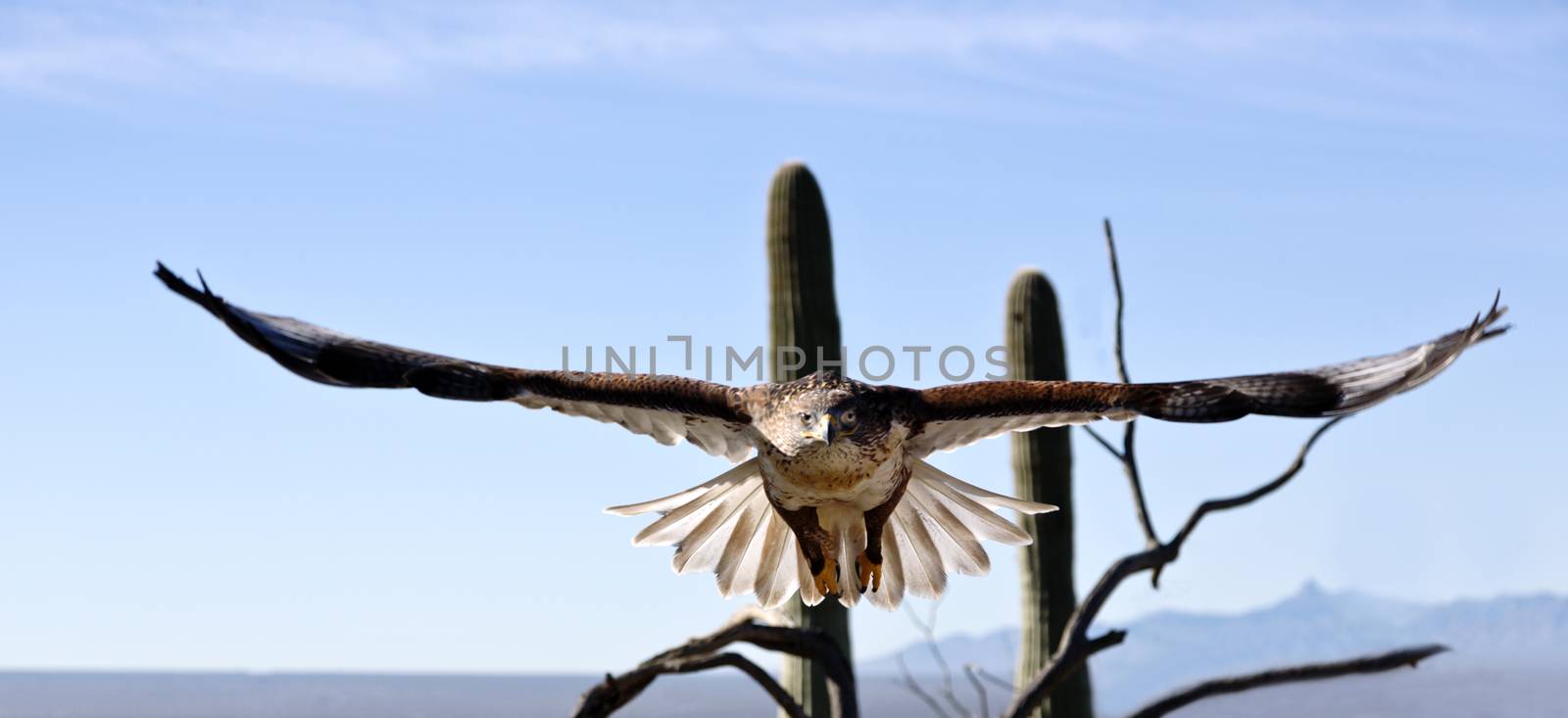 Elegant ferruginous hawk leaps into flight in America's Southwest during Free Flight at Arizona Sonora Desert Museum.