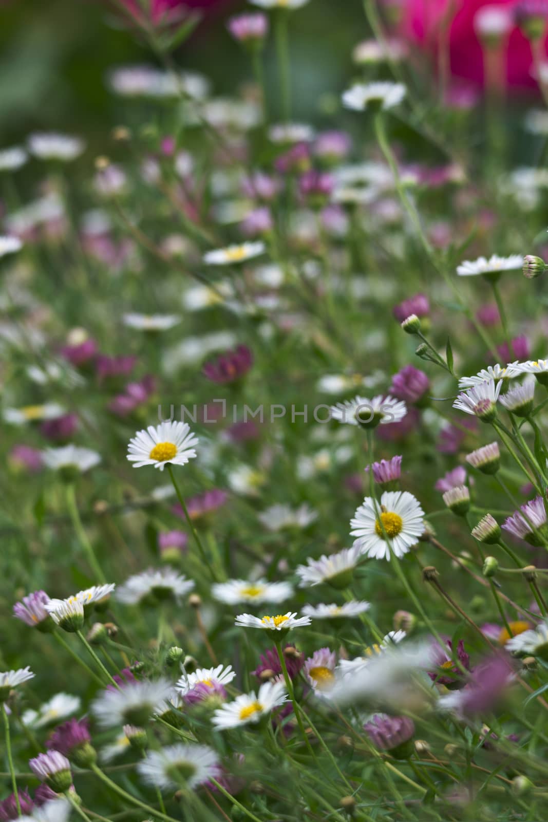 Daisy blossom highlighted in spring field of wildflowers in Warrambool, Victoria, Australia.