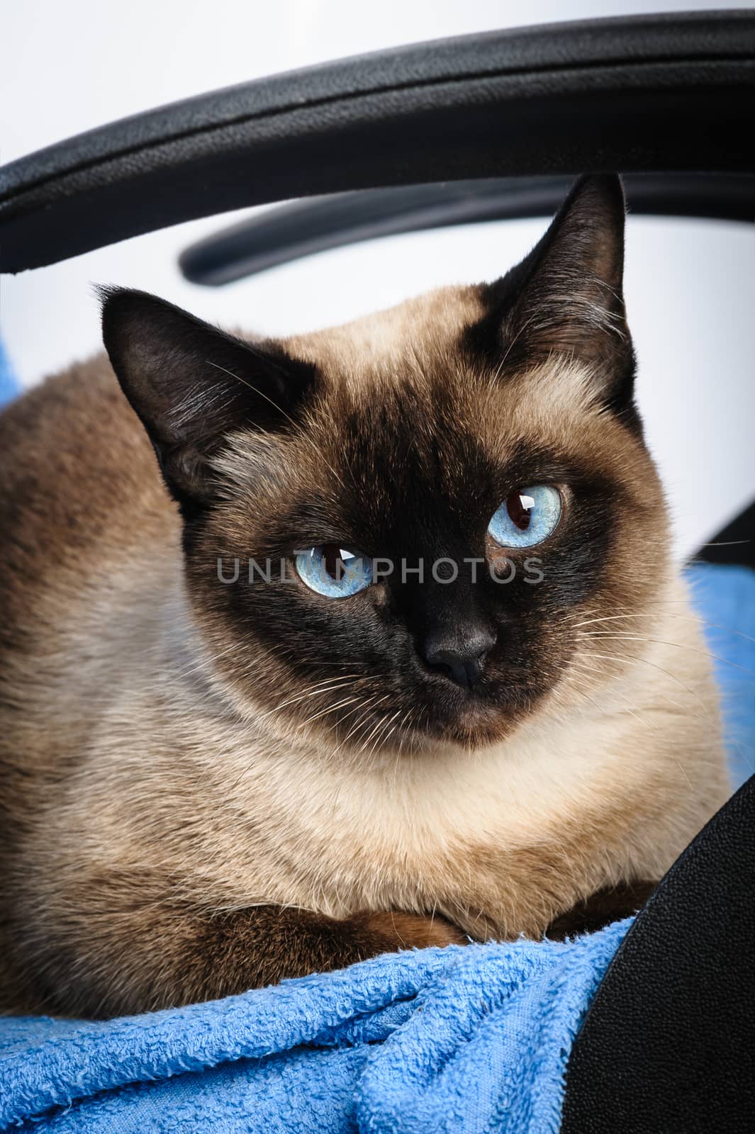 siamese cat face macro closeup by starush