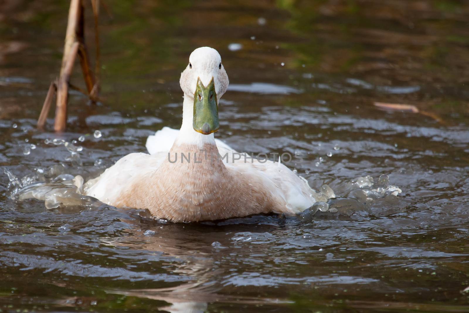 White duck with green bill splashing in the water by Coffee999