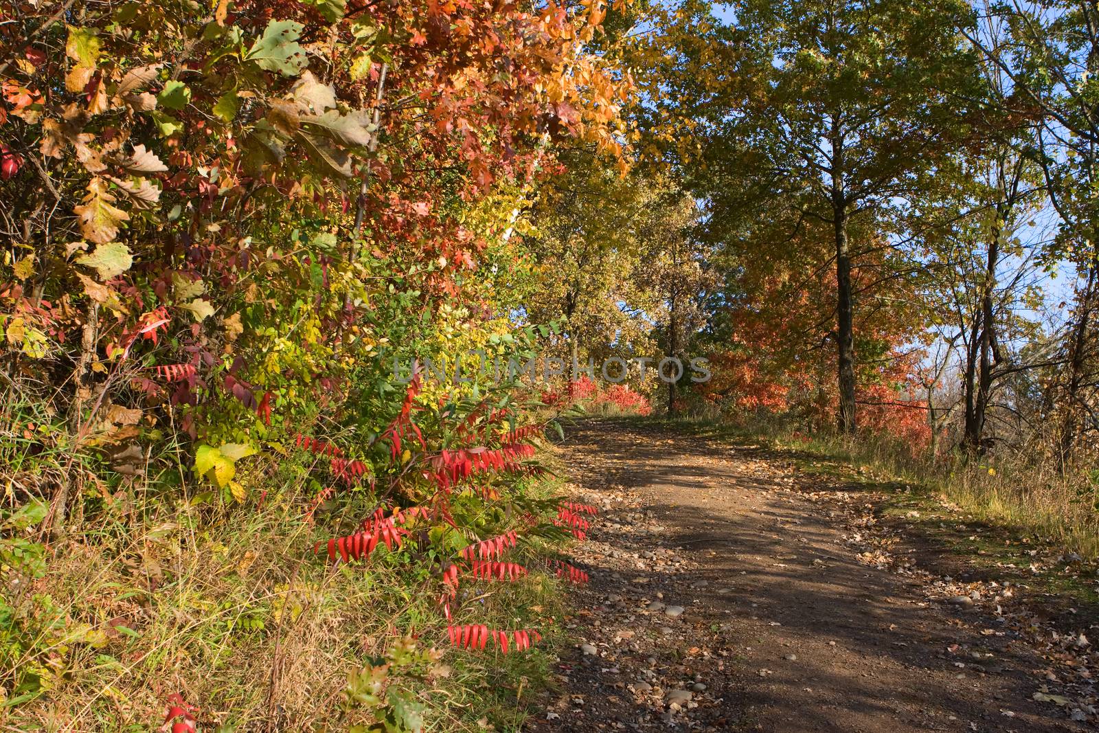 Forest Colors in the Fall in hdr by Coffee999