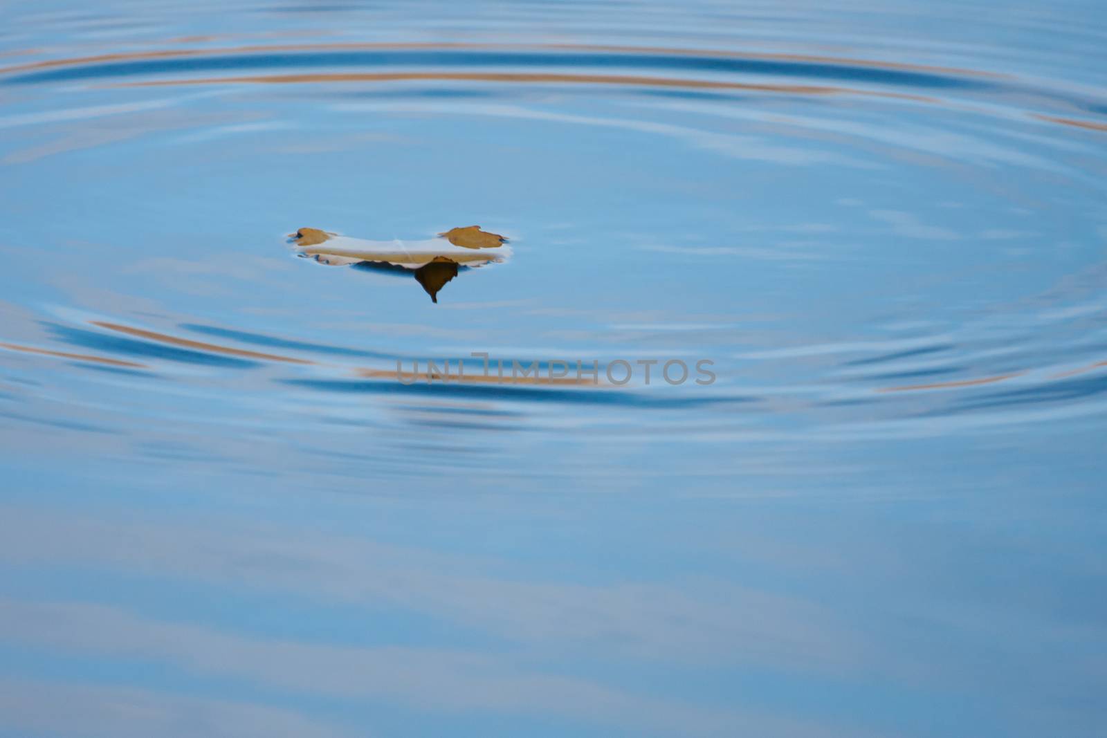 Autumn Leaves falling in the Water by Coffee999