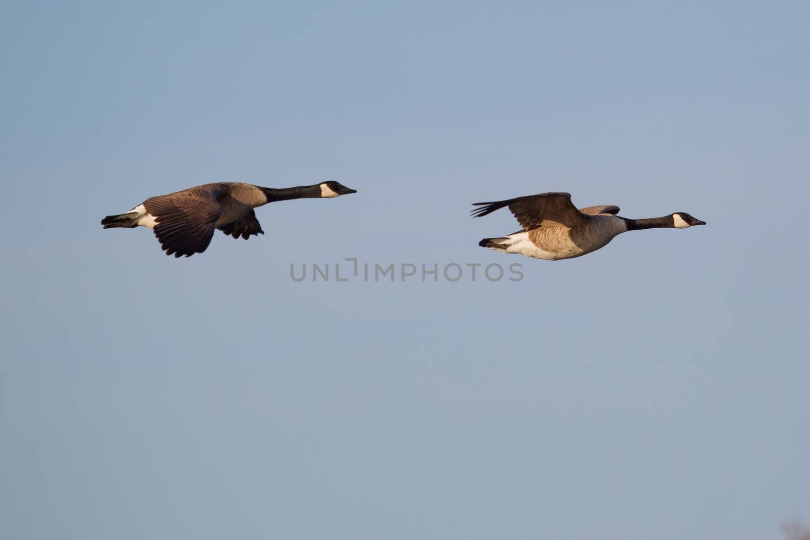 Canadian Goose Flying by Coffee999