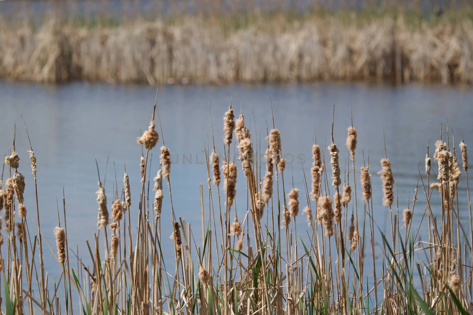 Cat-Tails in the summer by Coffee999