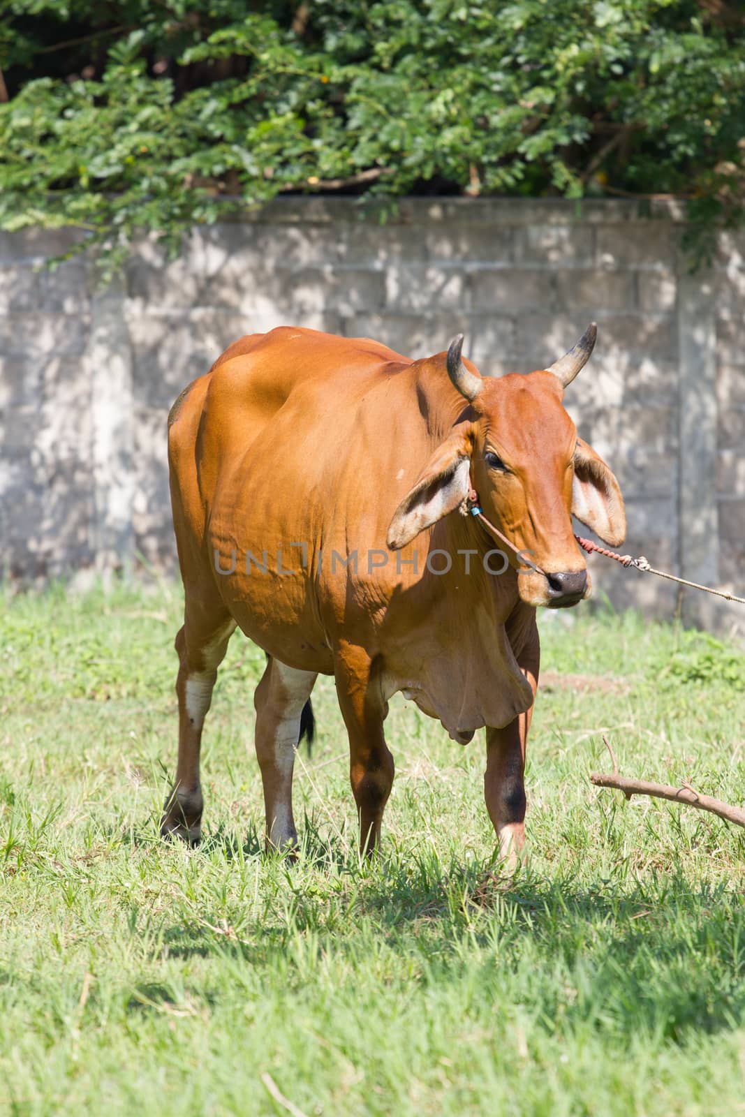 cow standing in  a field in Thailand by a3701027