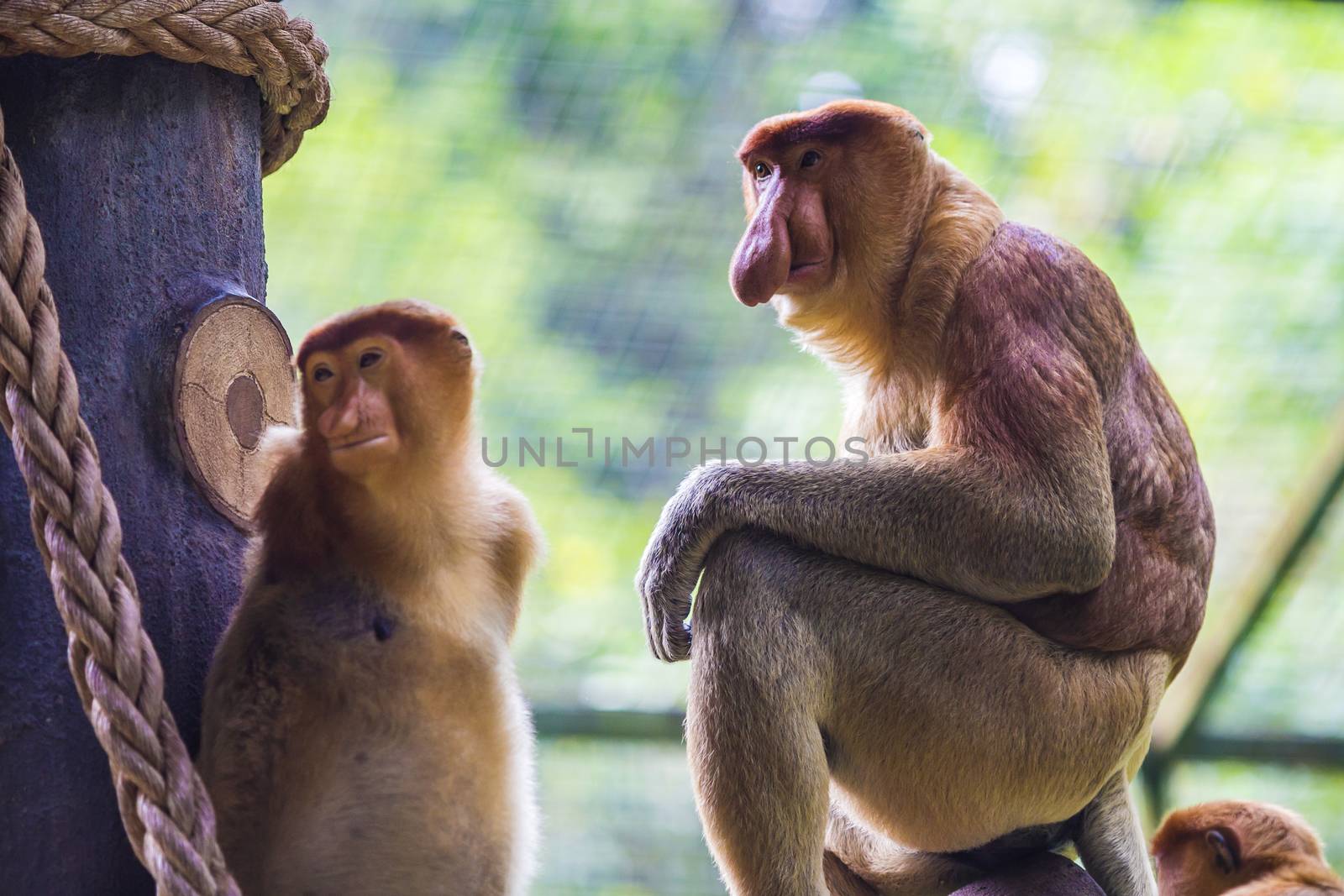 Proboscis monkey in the zoo garden. by truphoto