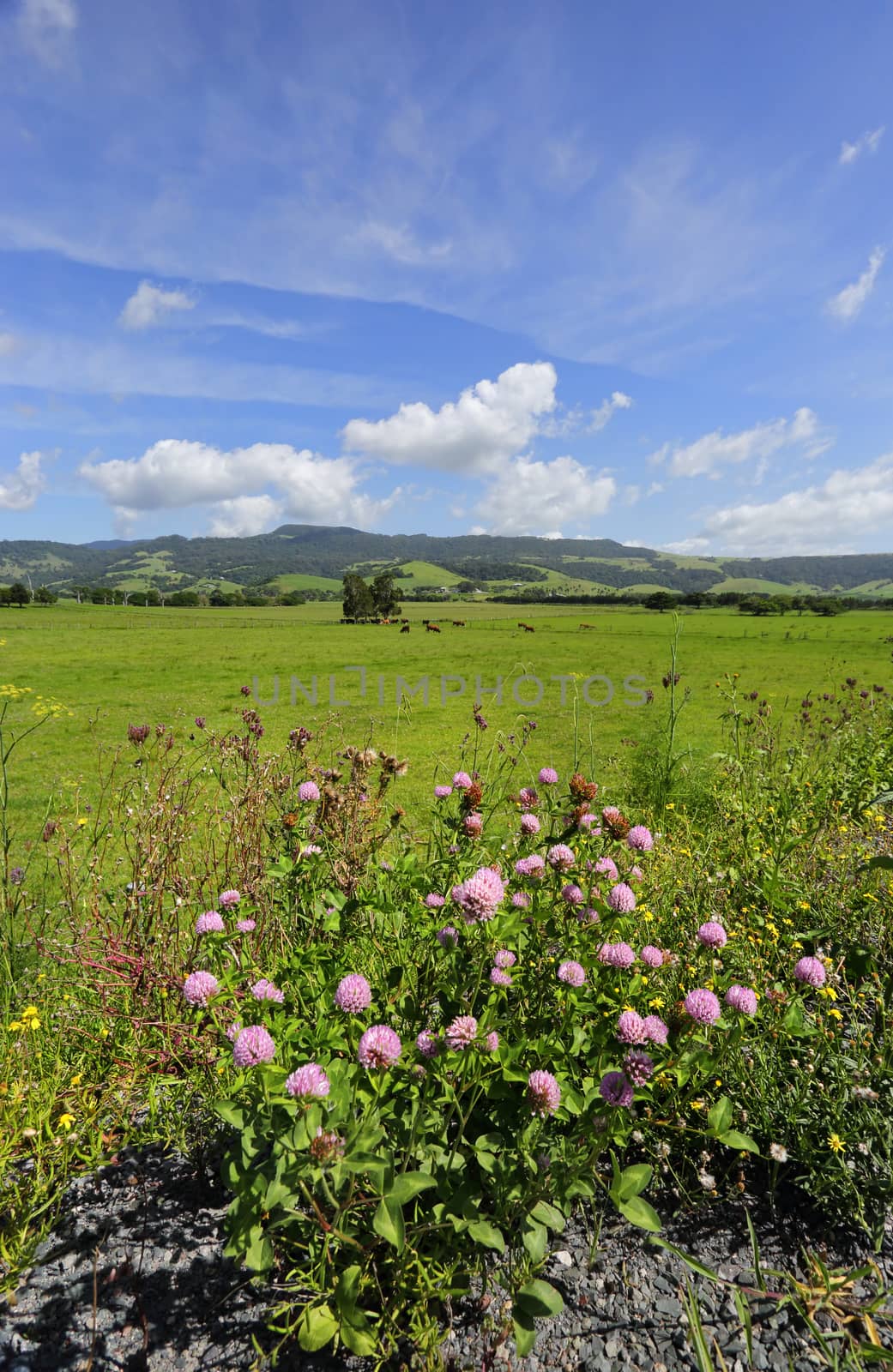 Cows grazing in fields at Rose Valley, near Kiama Australia