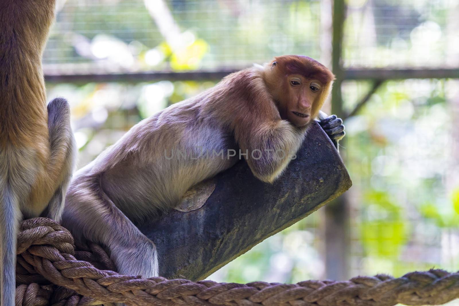 Proboscis monkey in the zoo garden. by truphoto